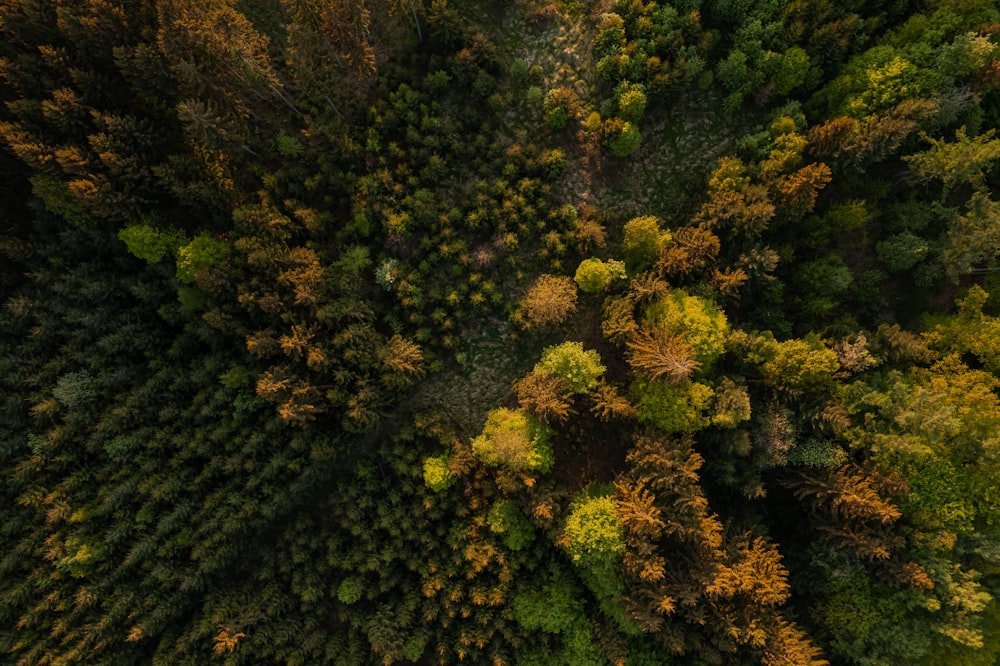 a group of trees with yellow leaves