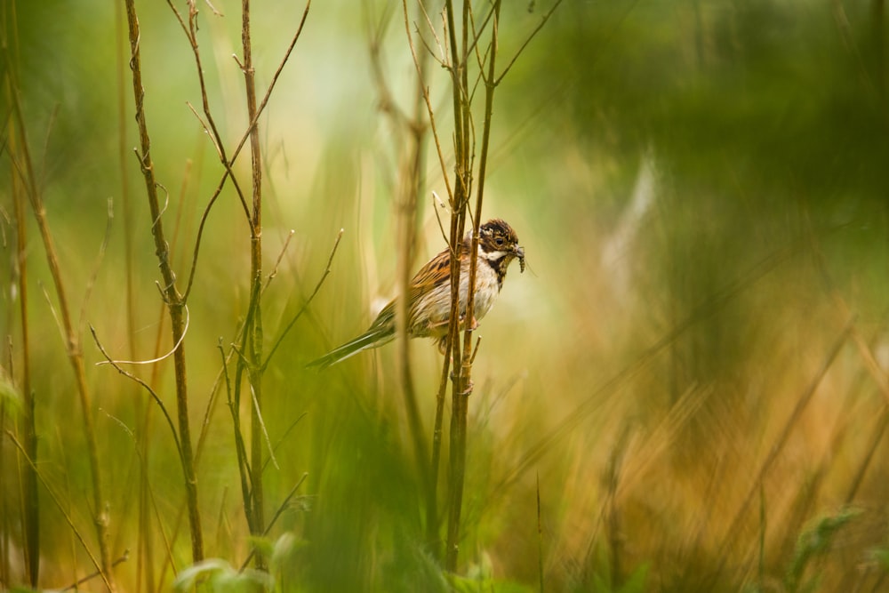 a bird perched on a branch