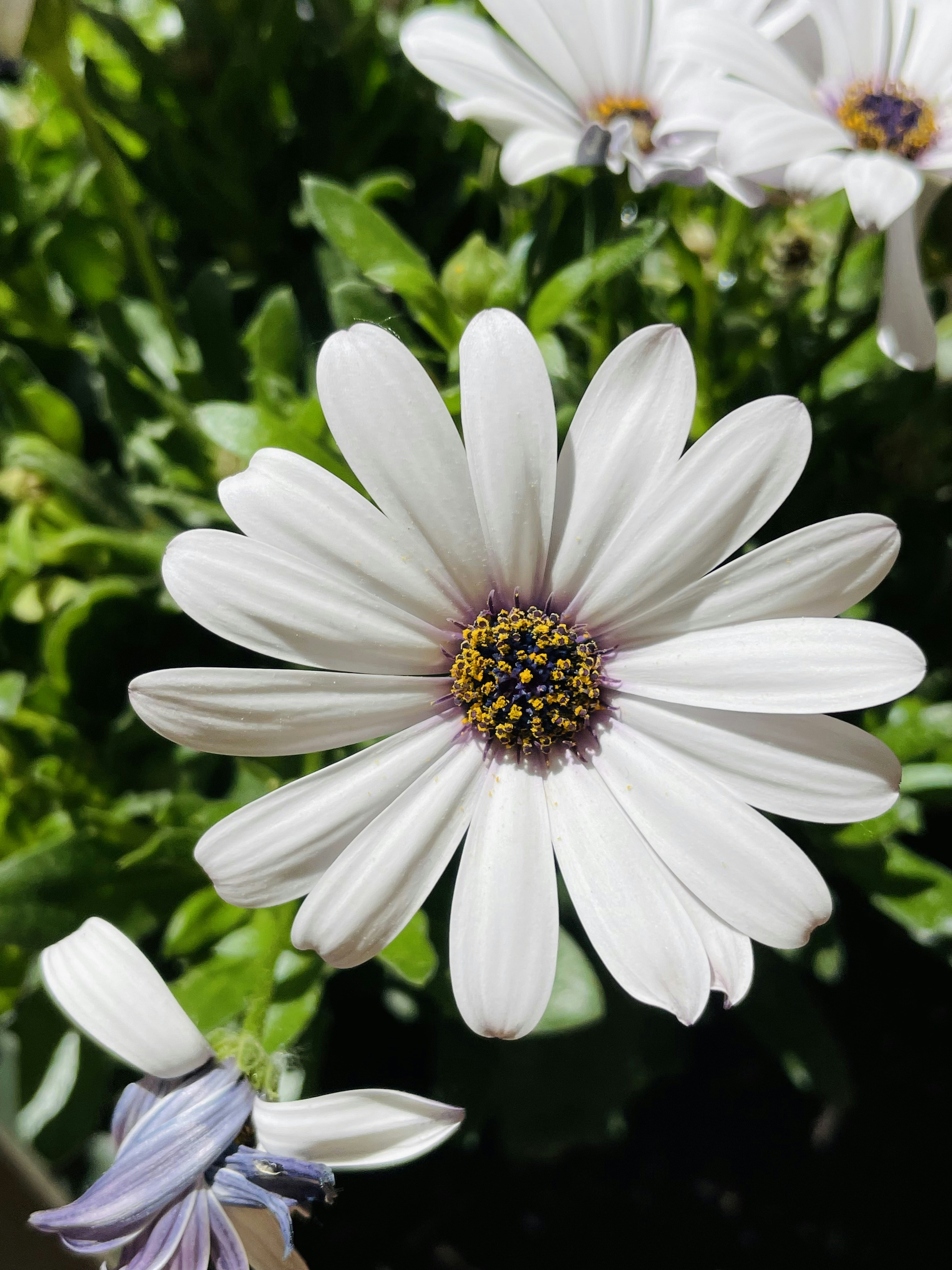 Photo by galifianakis