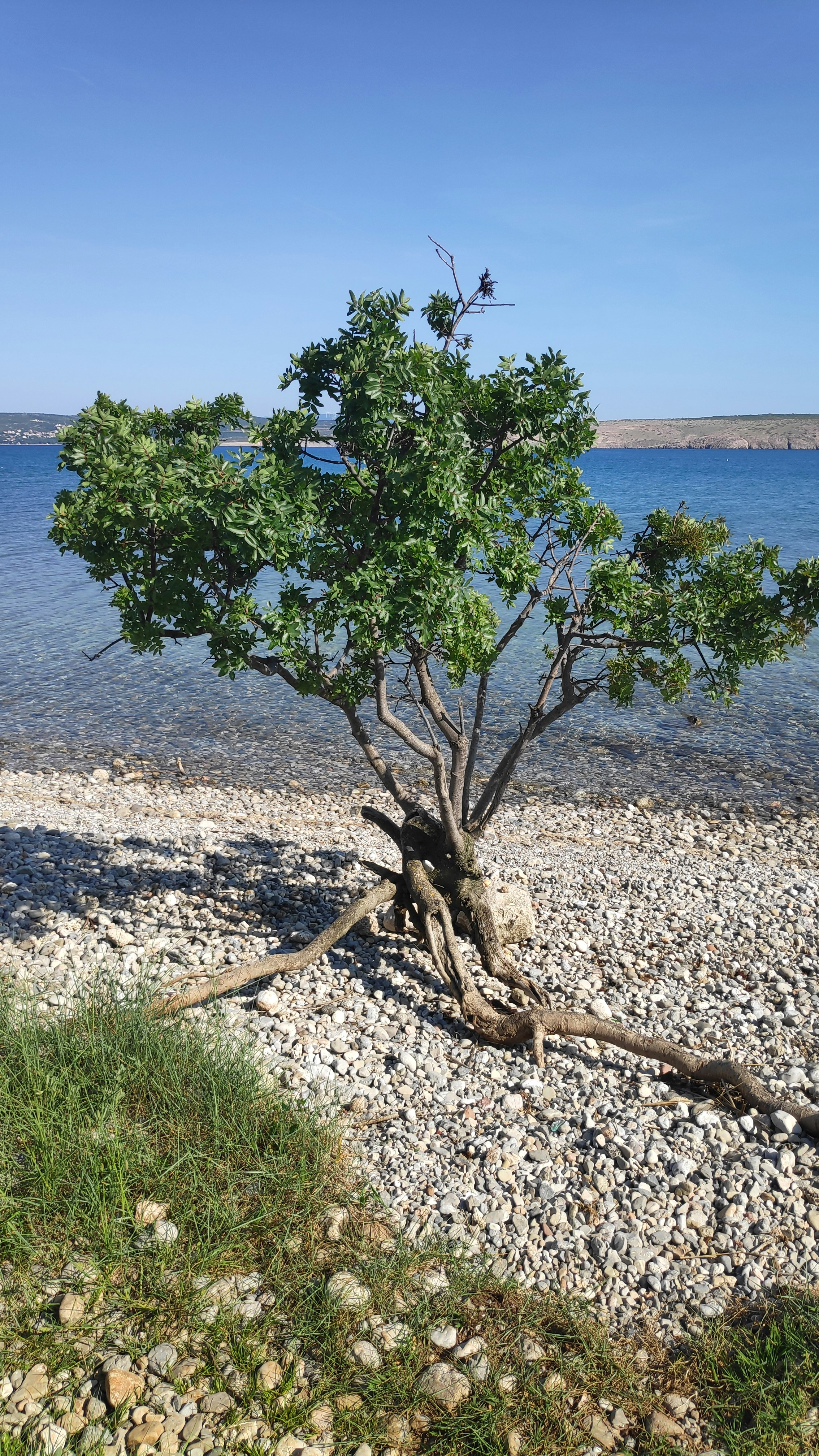 a tree on a beach