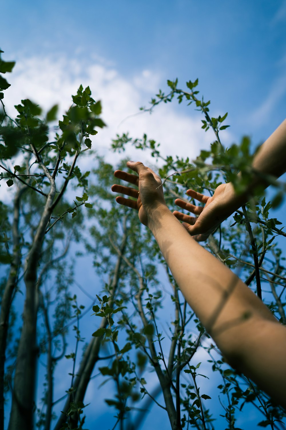 hands reaching out to a tree