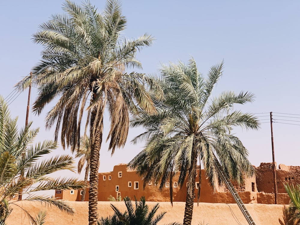 a group of palm trees