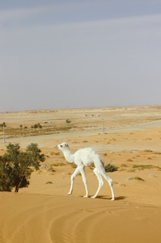 A white camel walks across a sandy desert landscape. The desert is expansive with dunes and a few sparse bushes. In the background, there is a distant road with some trees and occasional vehicles.