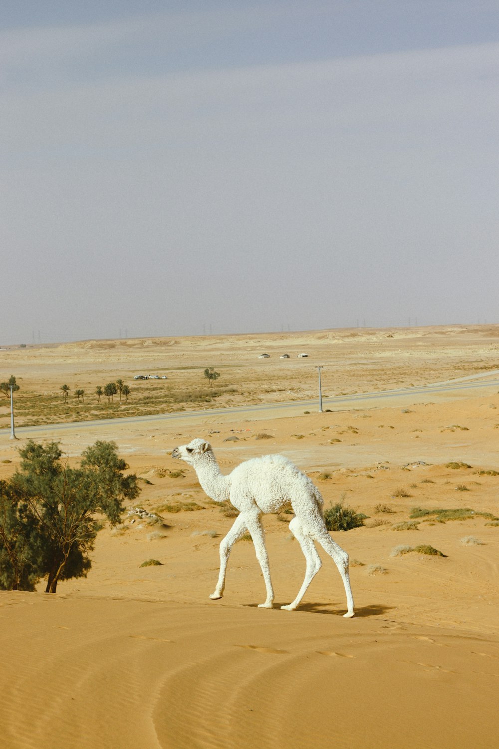 a camel walking in the desert