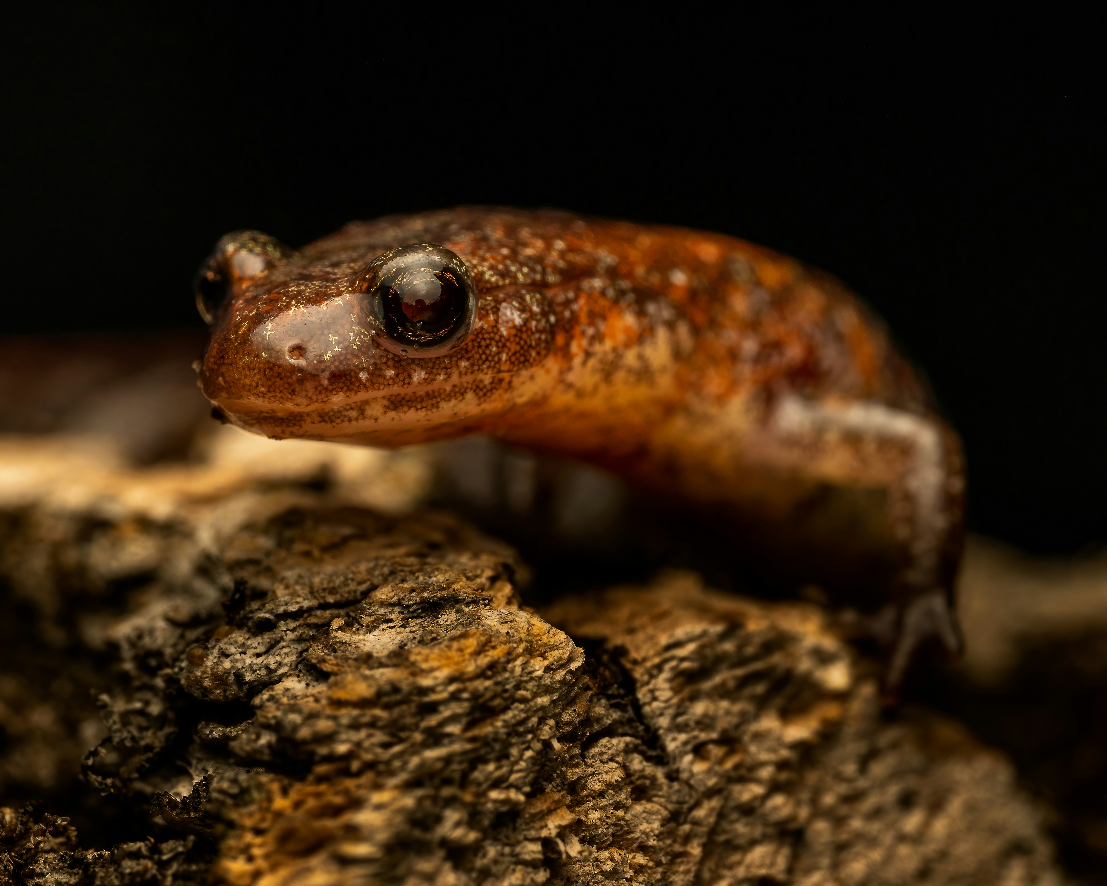 The Neural Command Center: Brain-Controlled Ballistics (image credits: unsplash)