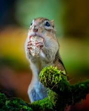 a squirrel eating a pinecone