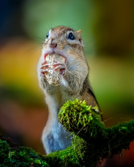 a squirrel eating a pinecone