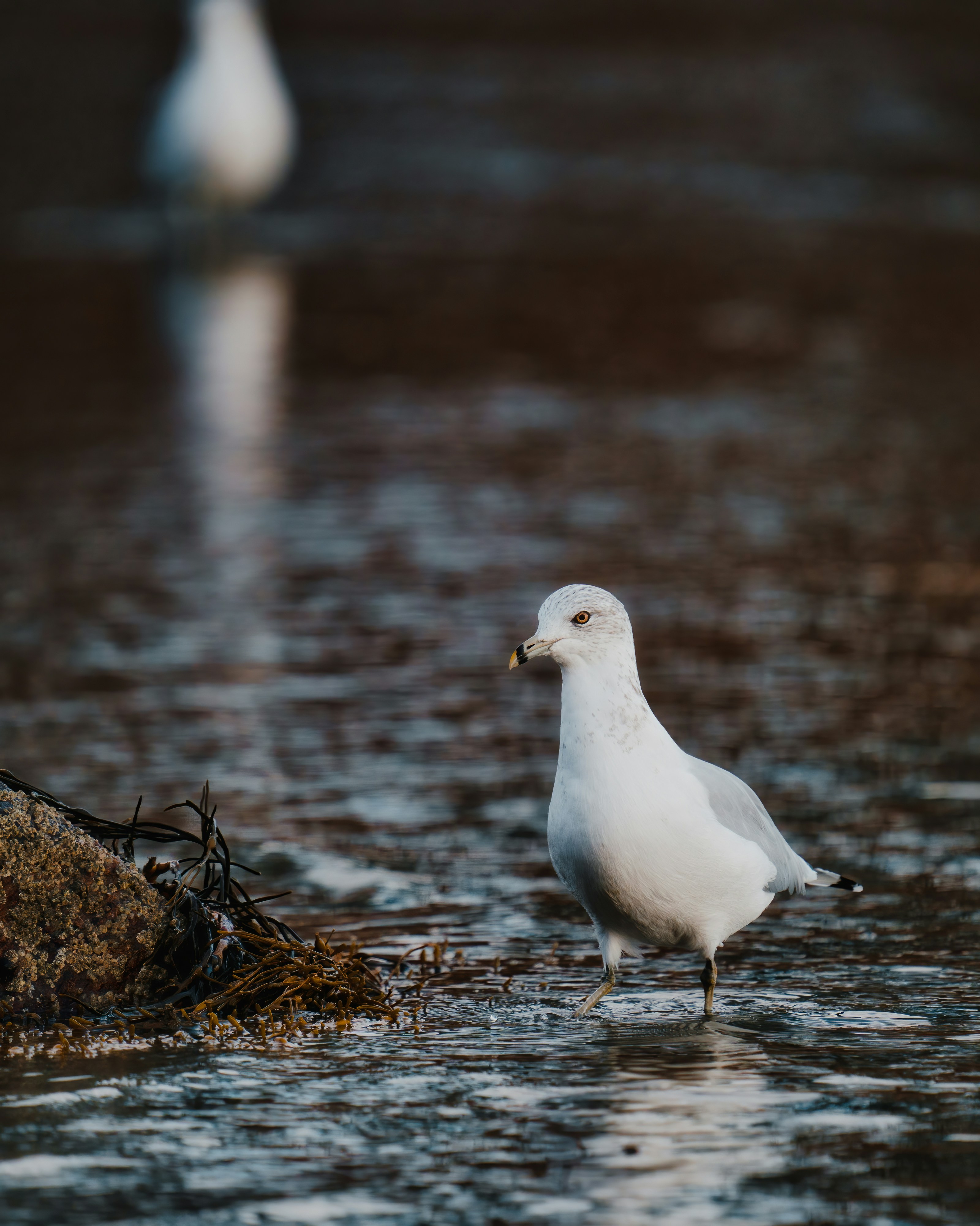 Photo by skylerewing