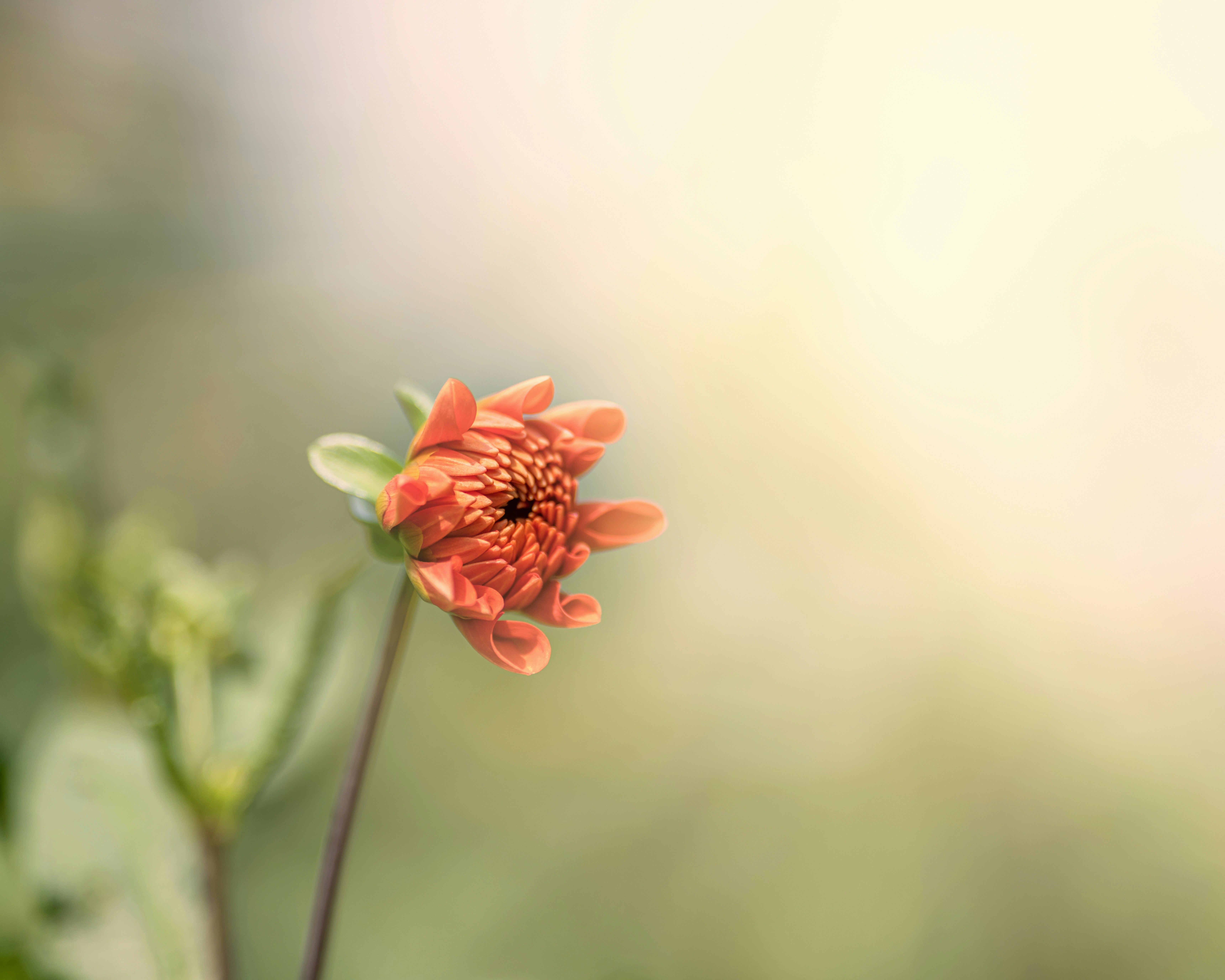 Photo by skylerewing