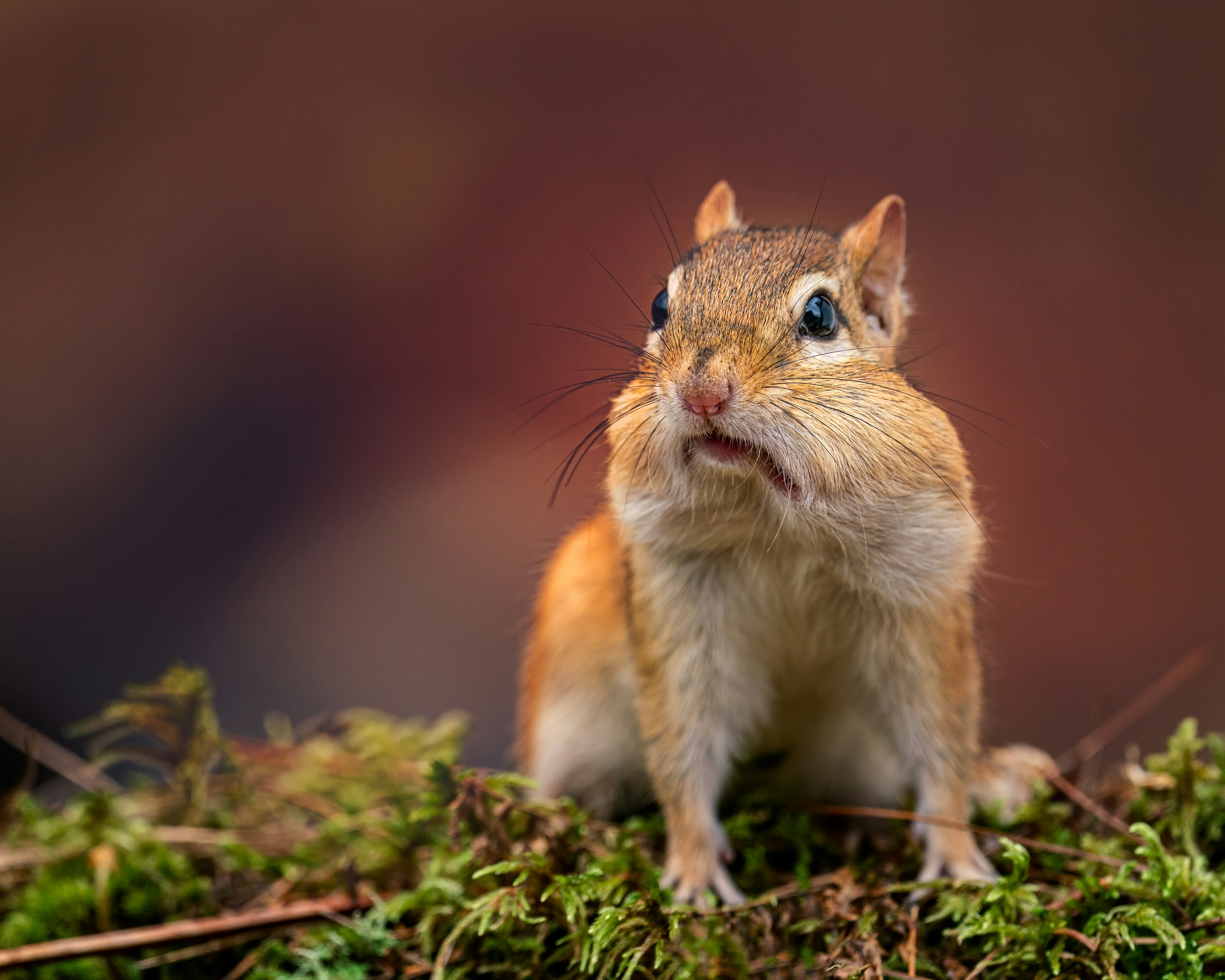 Photo by skylerewing