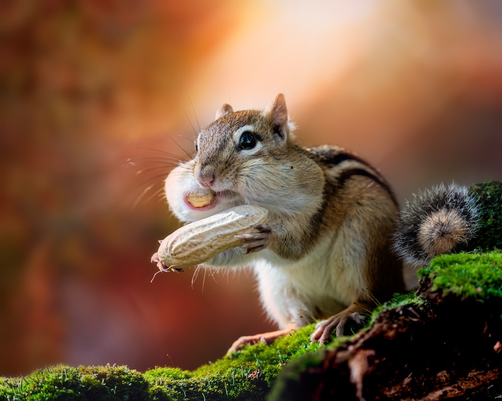 a squirrel eating a nut