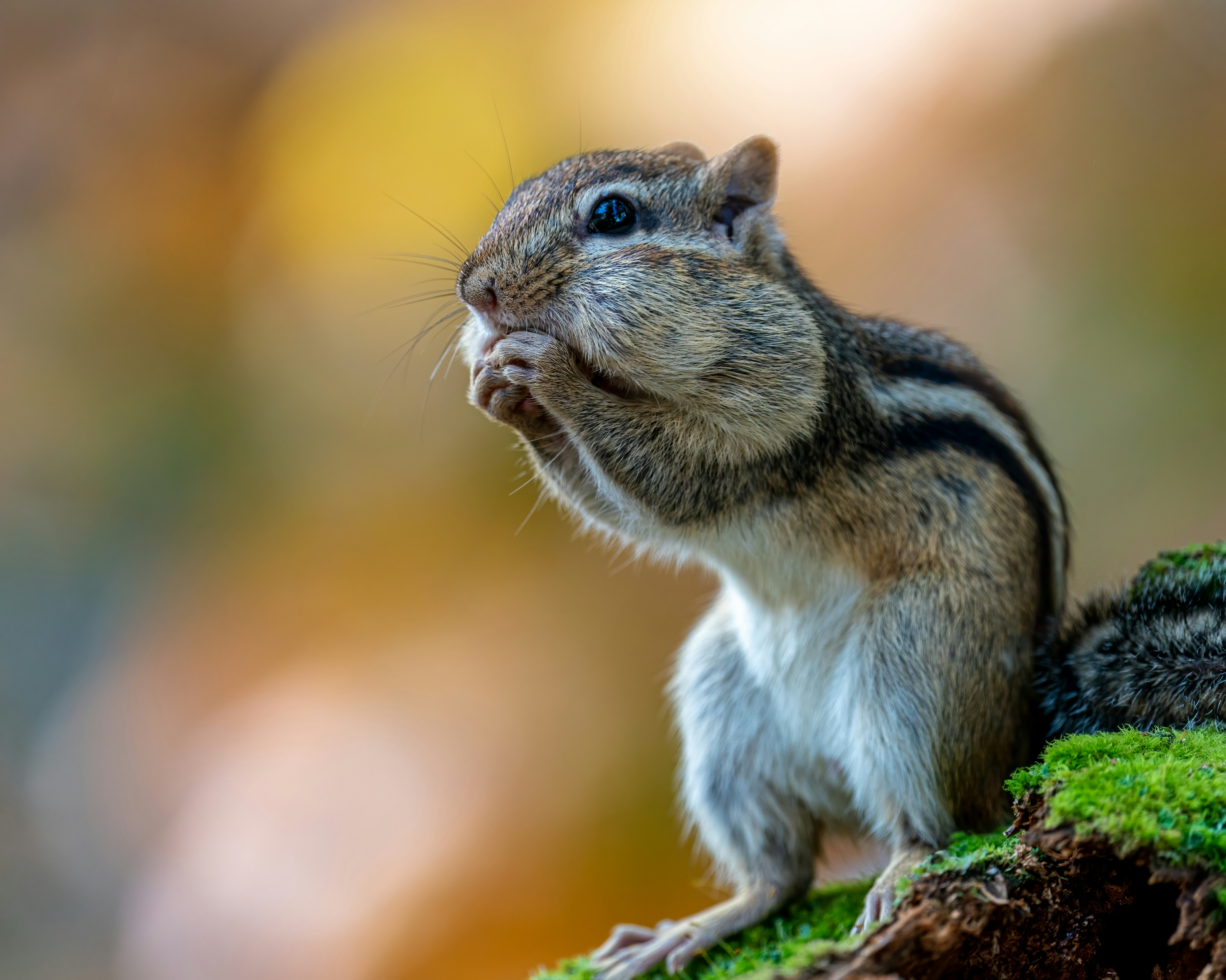 Photo by skylerewing