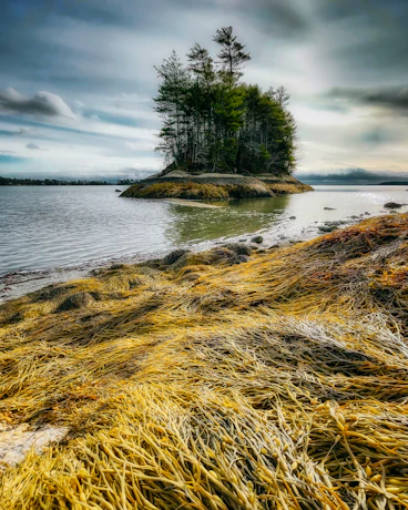 a small island with a tree on it surrounded by water