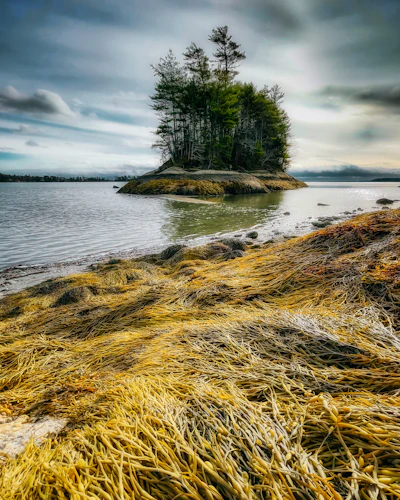 a small island with a tree on it surrounded by water