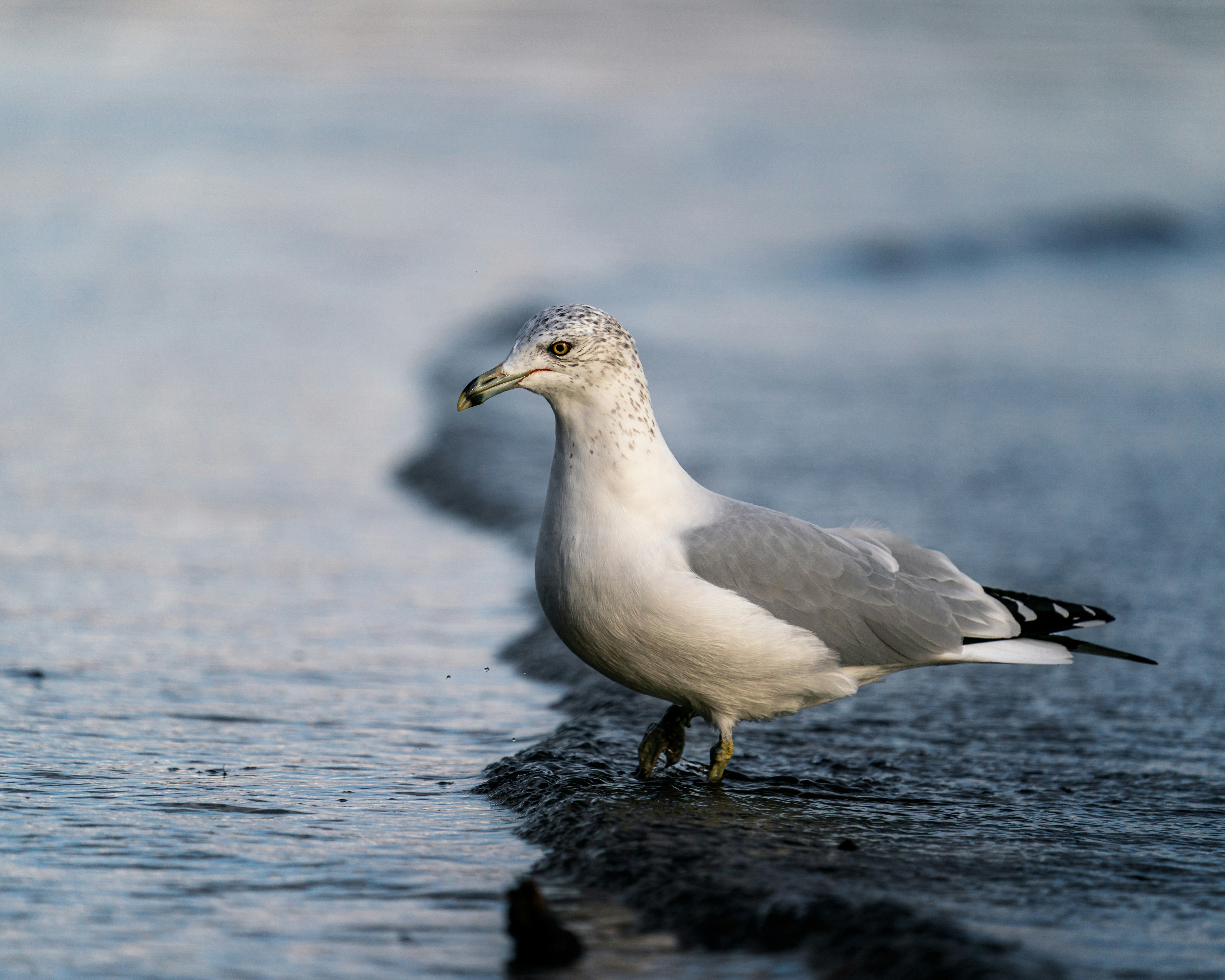 Photo by skylerewing