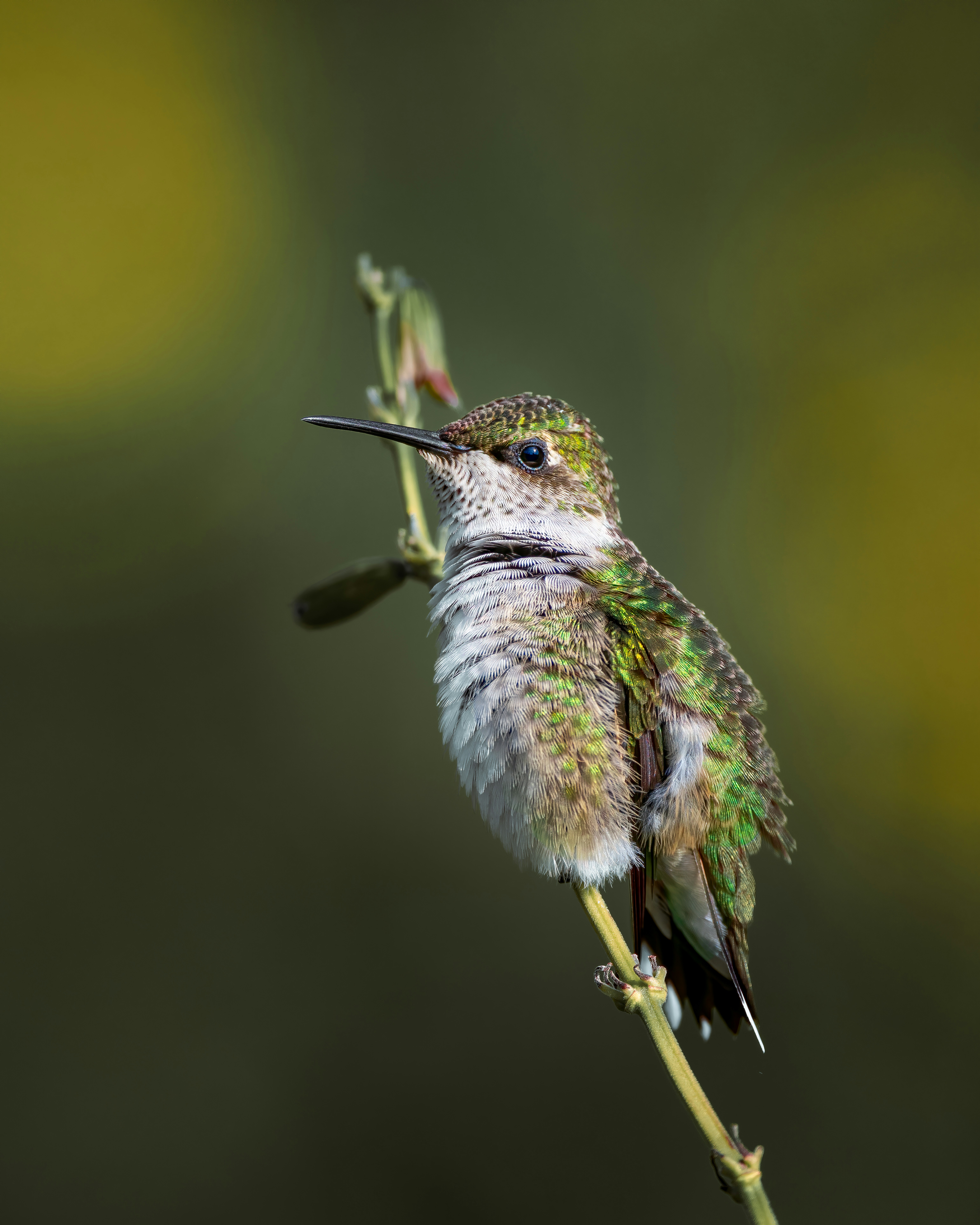 Photo by skylerewing