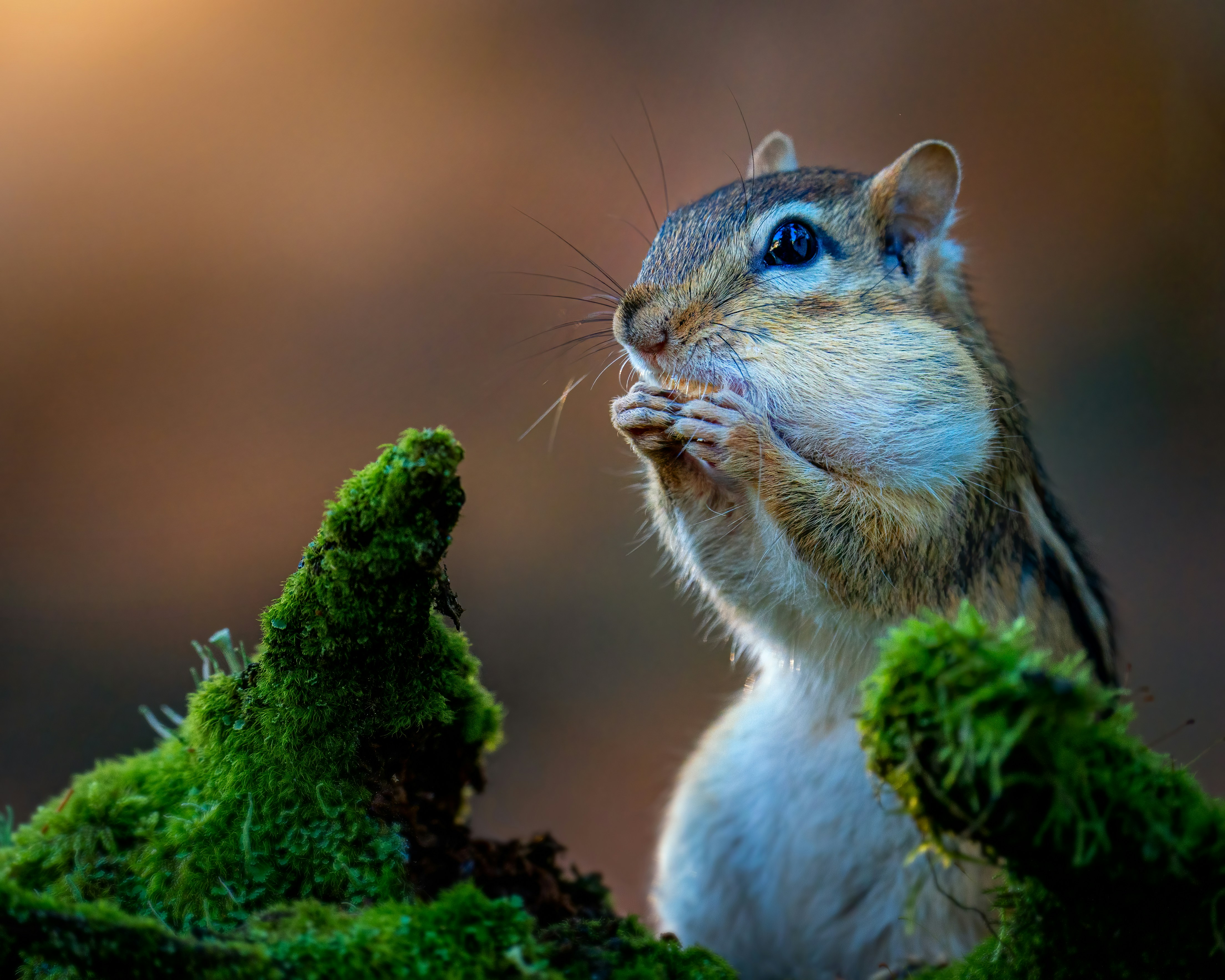 Photo by skylerewing