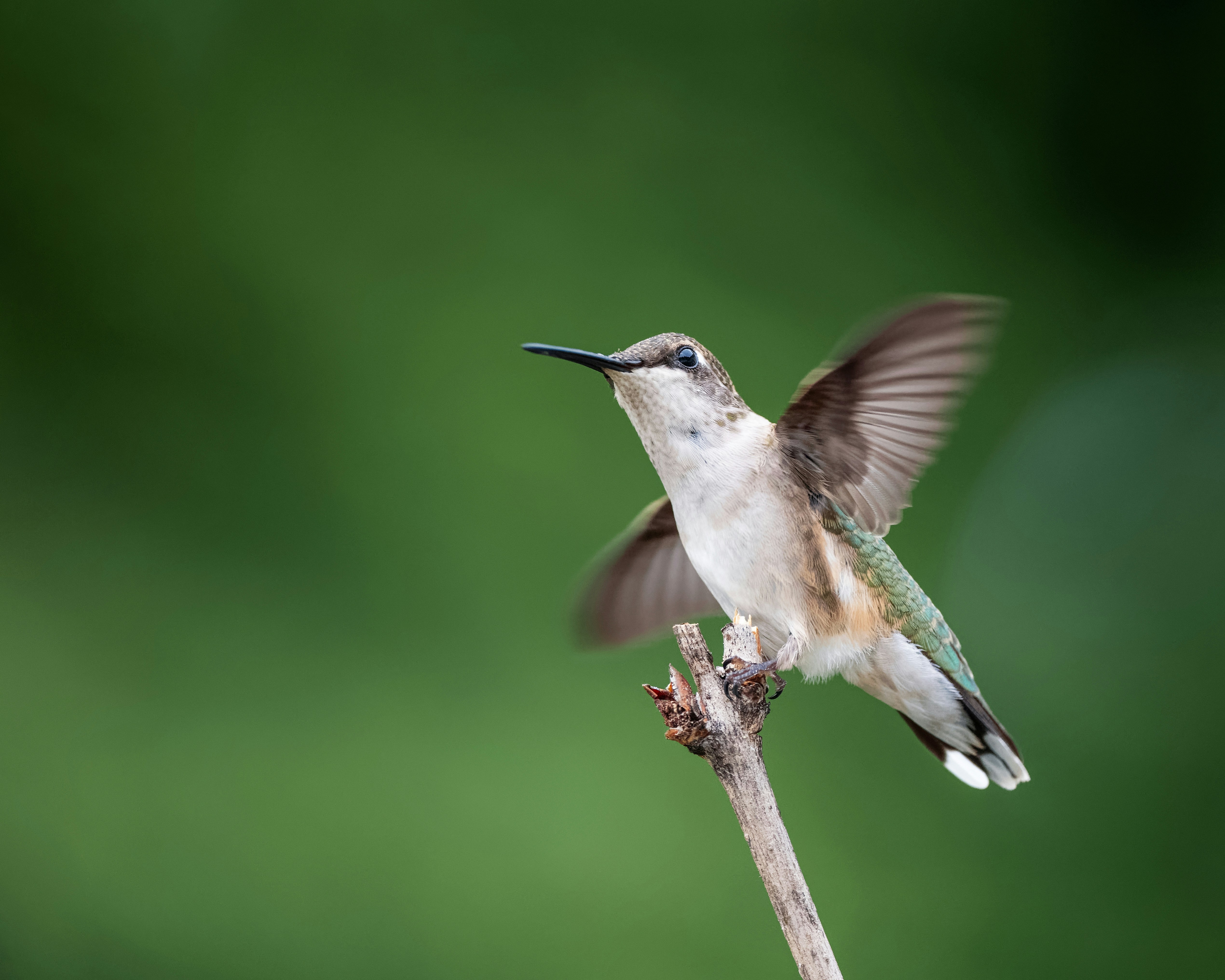 Photo by skylerewing