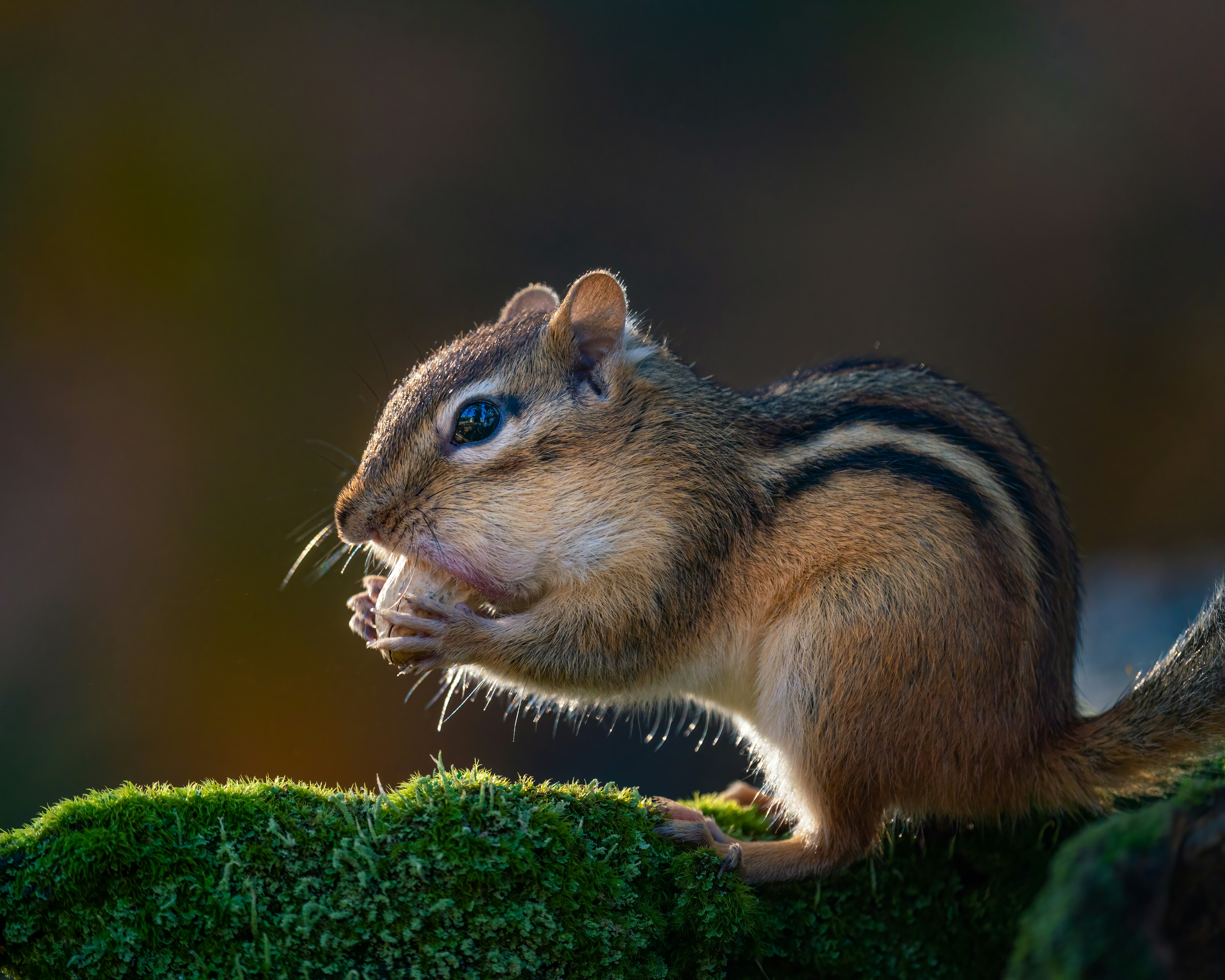 Photo by skylerewing