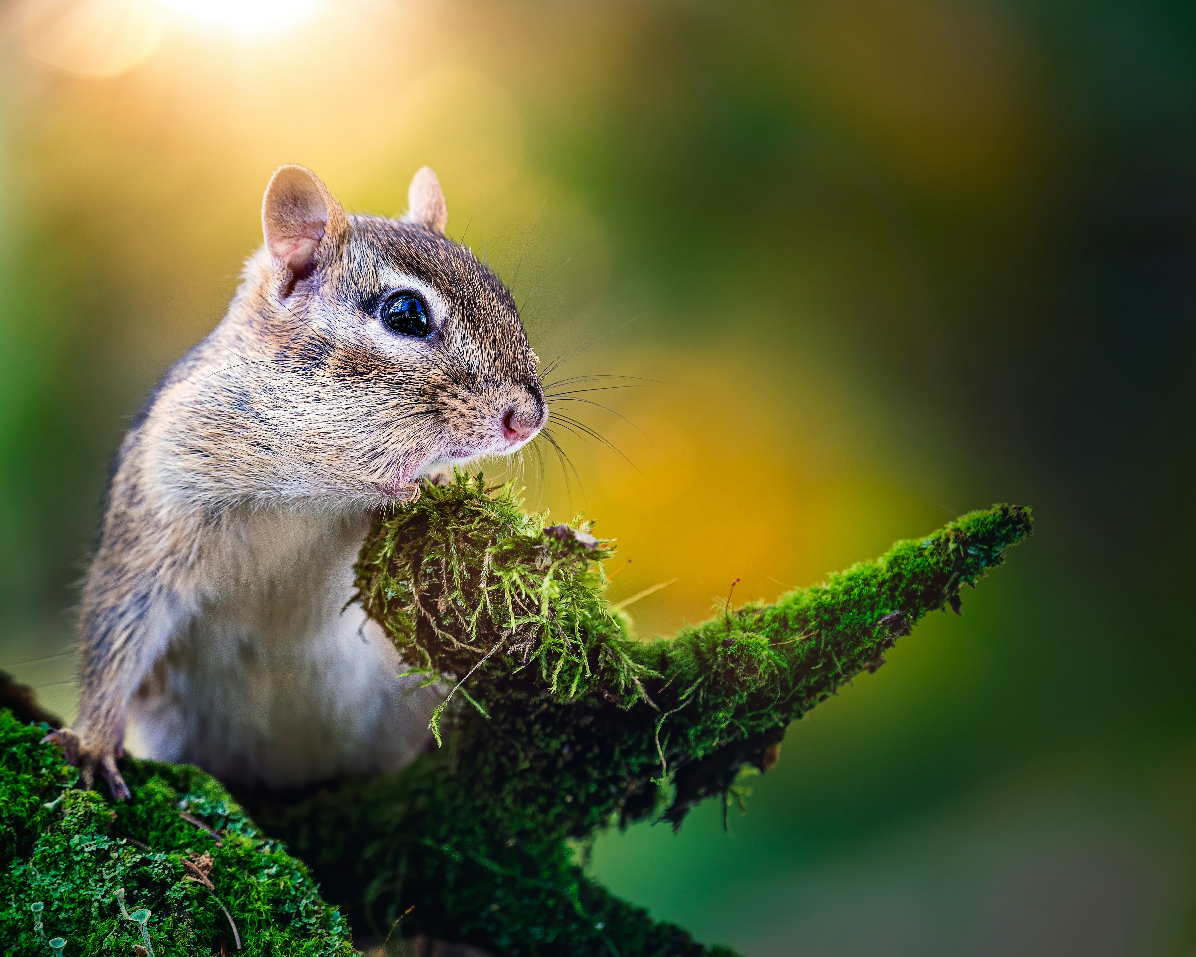 Photo by skylerewing