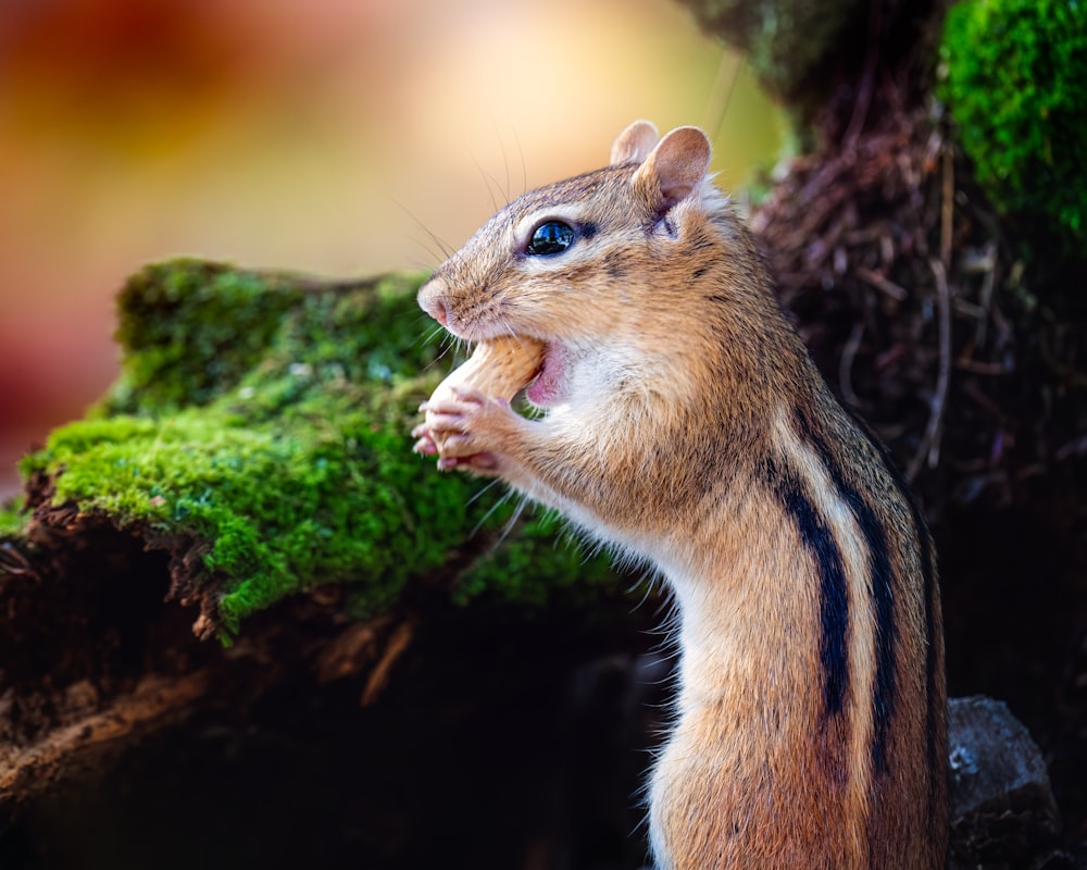 a squirrel eating a nut