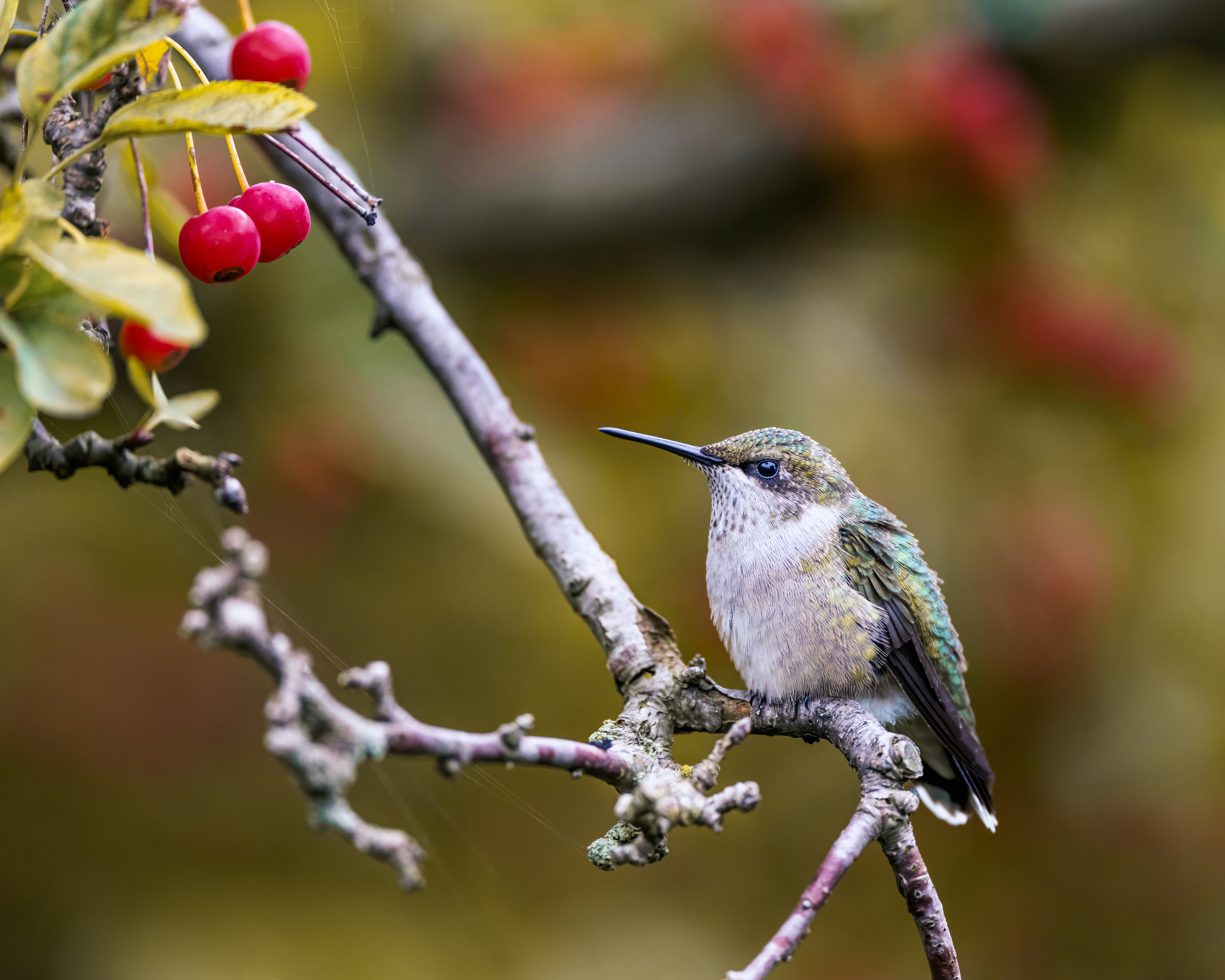 Photo by skylerewing