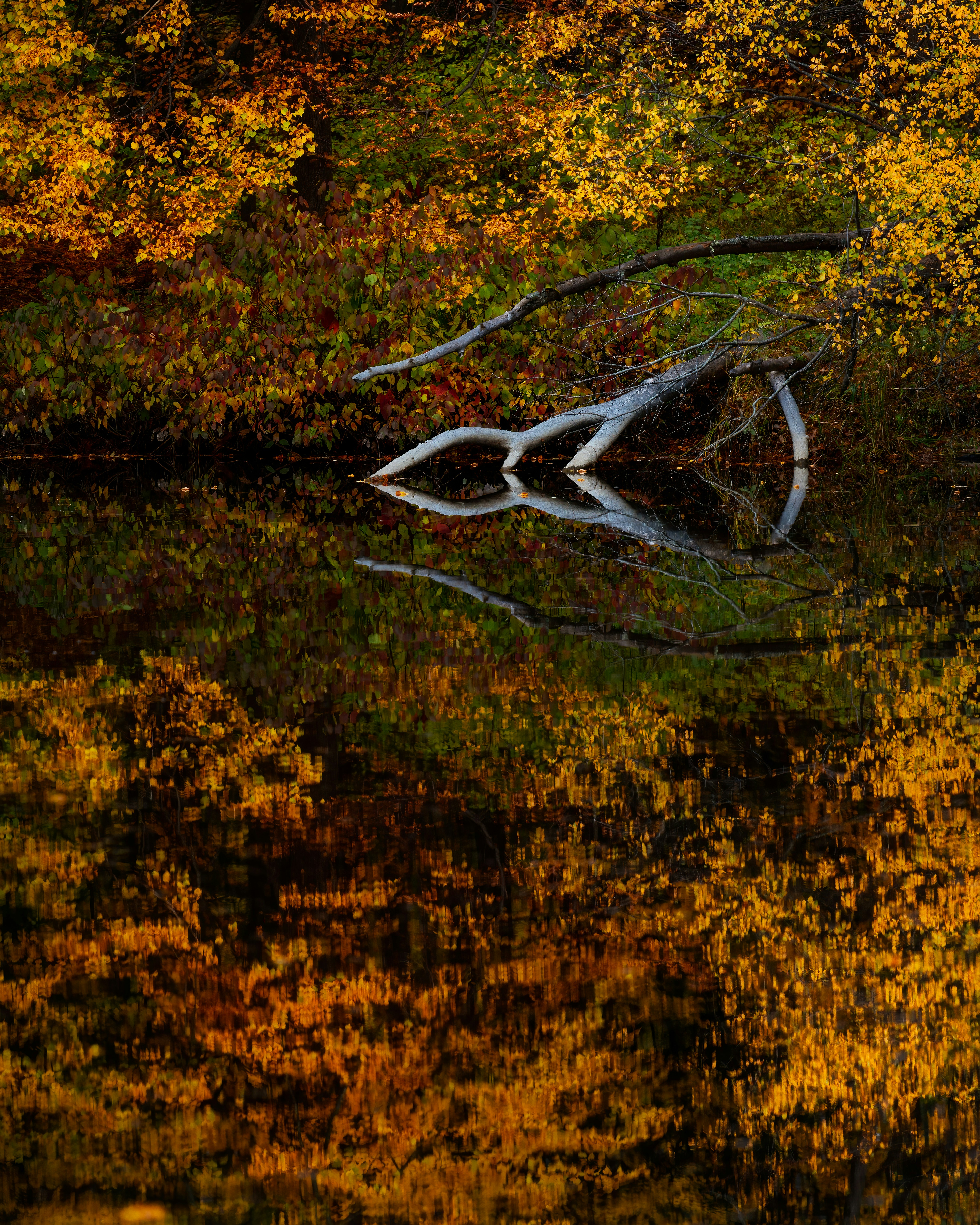 Photo by skylerewing