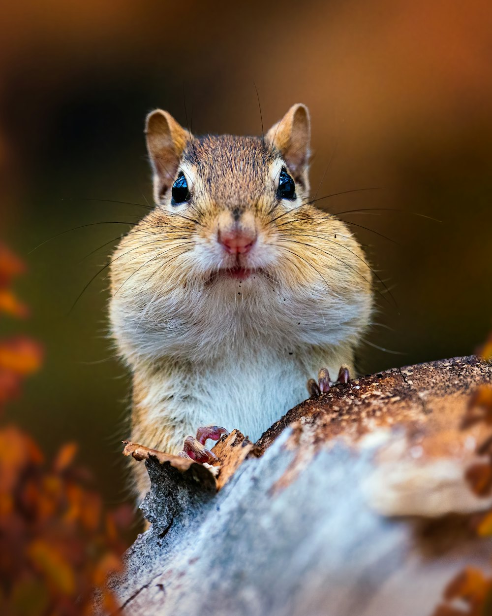 a small animal on a tree branch