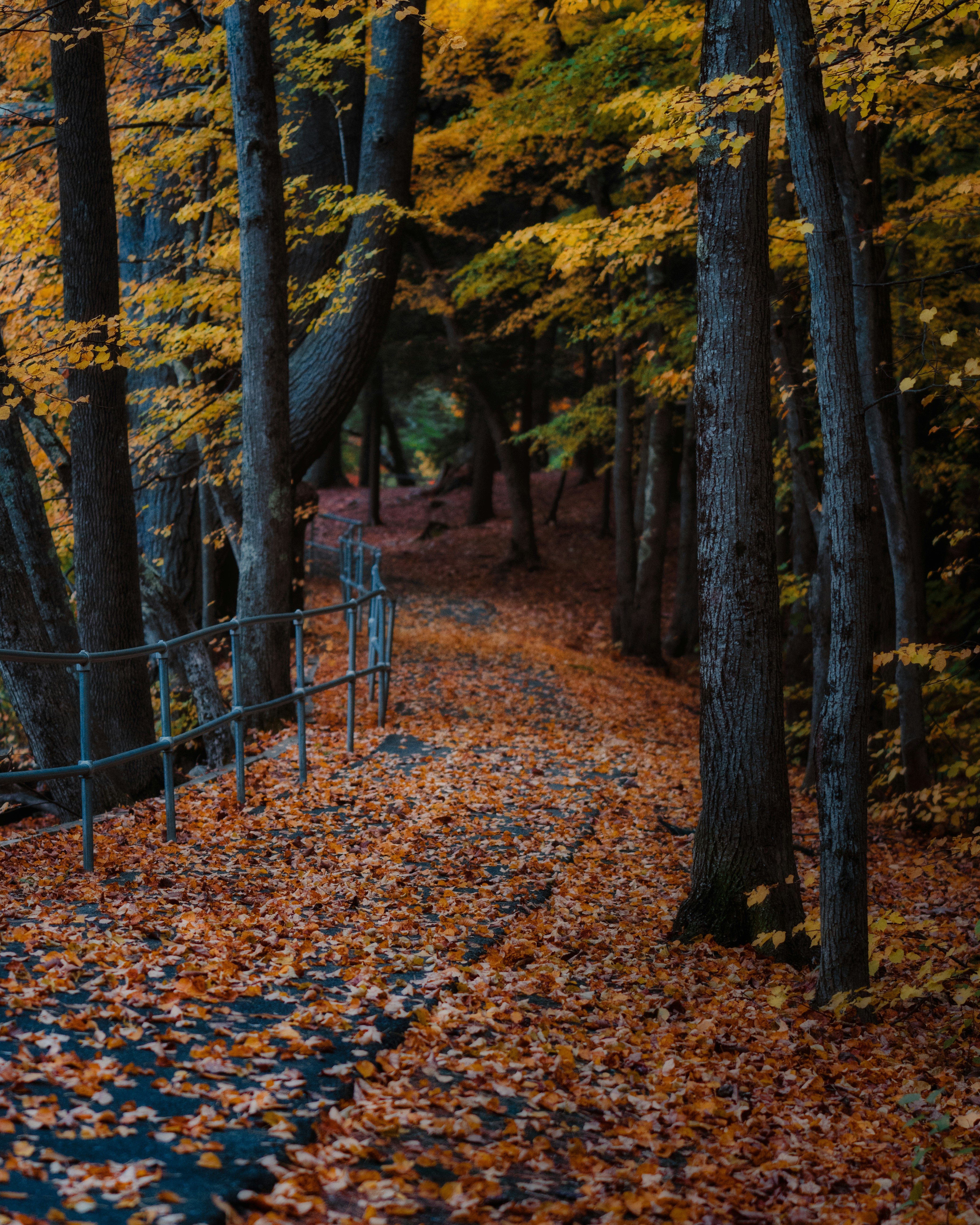 Photo by skylerewing