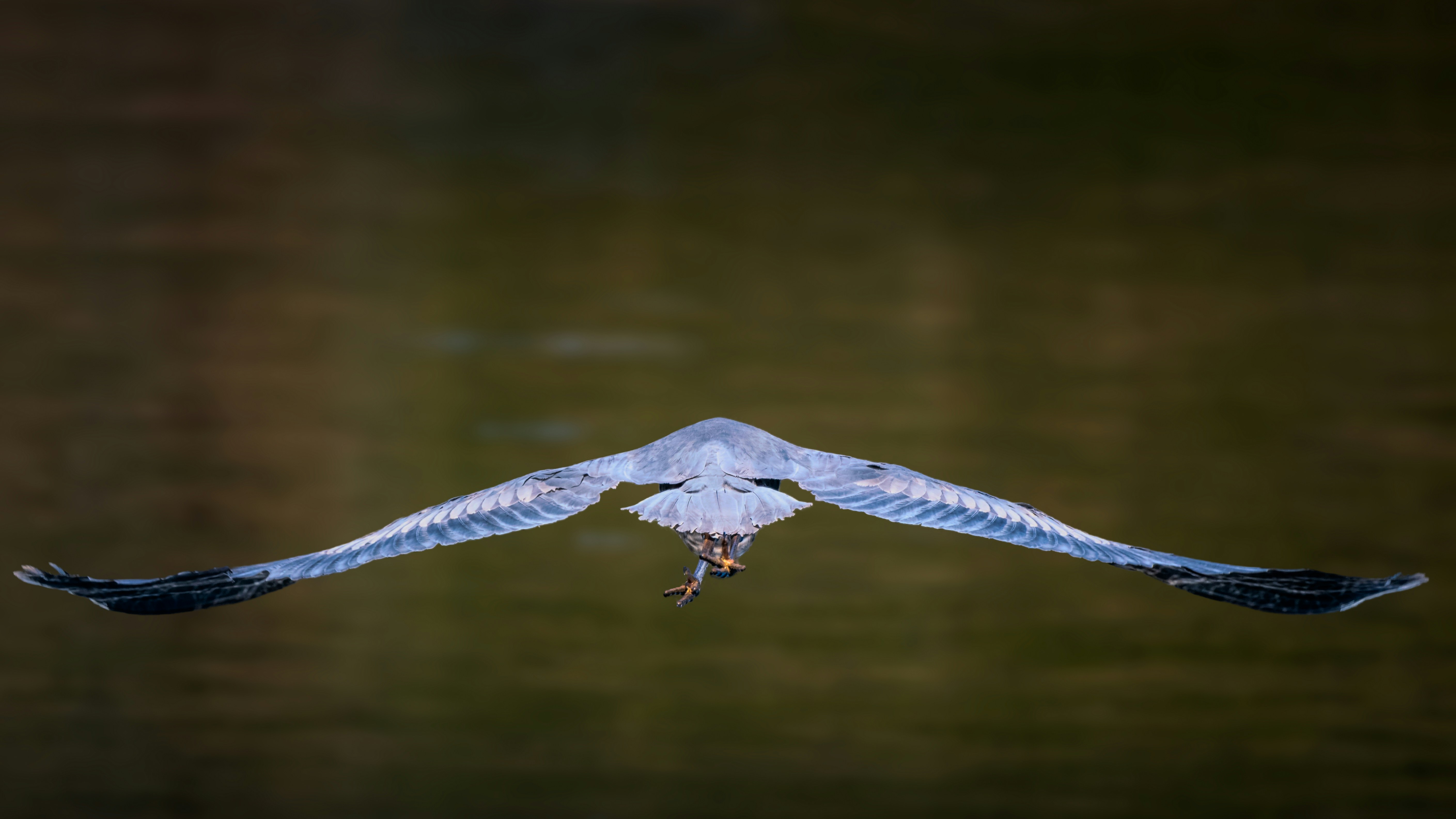 Photo by skylerewing