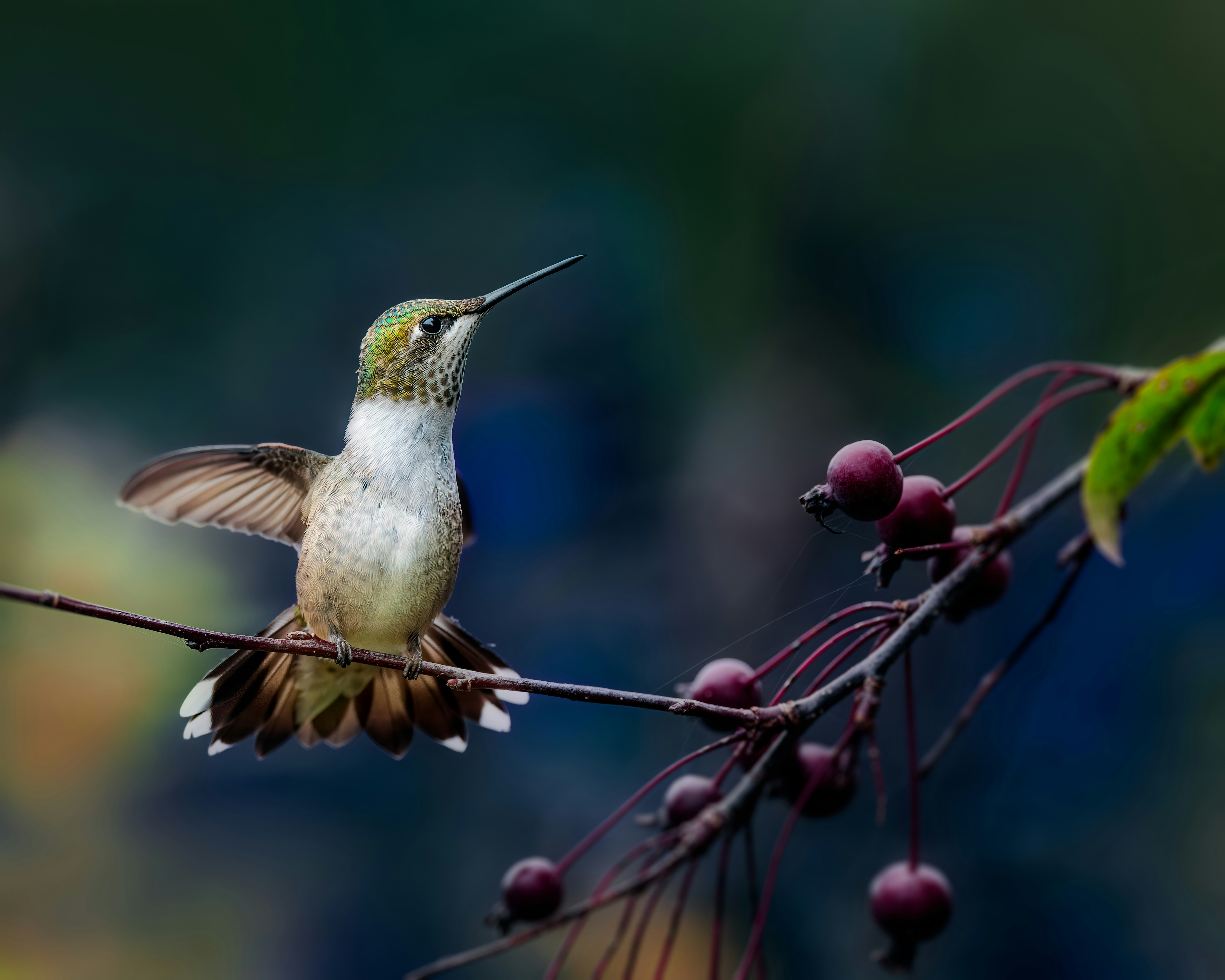 Photo by skylerewing