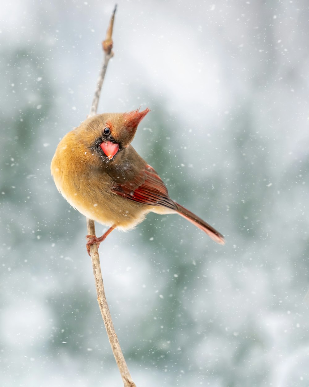 a bird on a branch