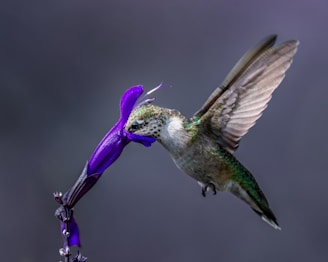 a bird with a unicorn head