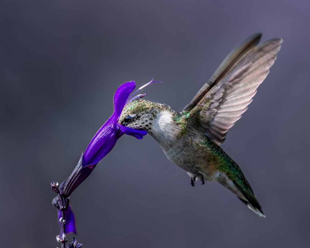 a bird with a unicorn head