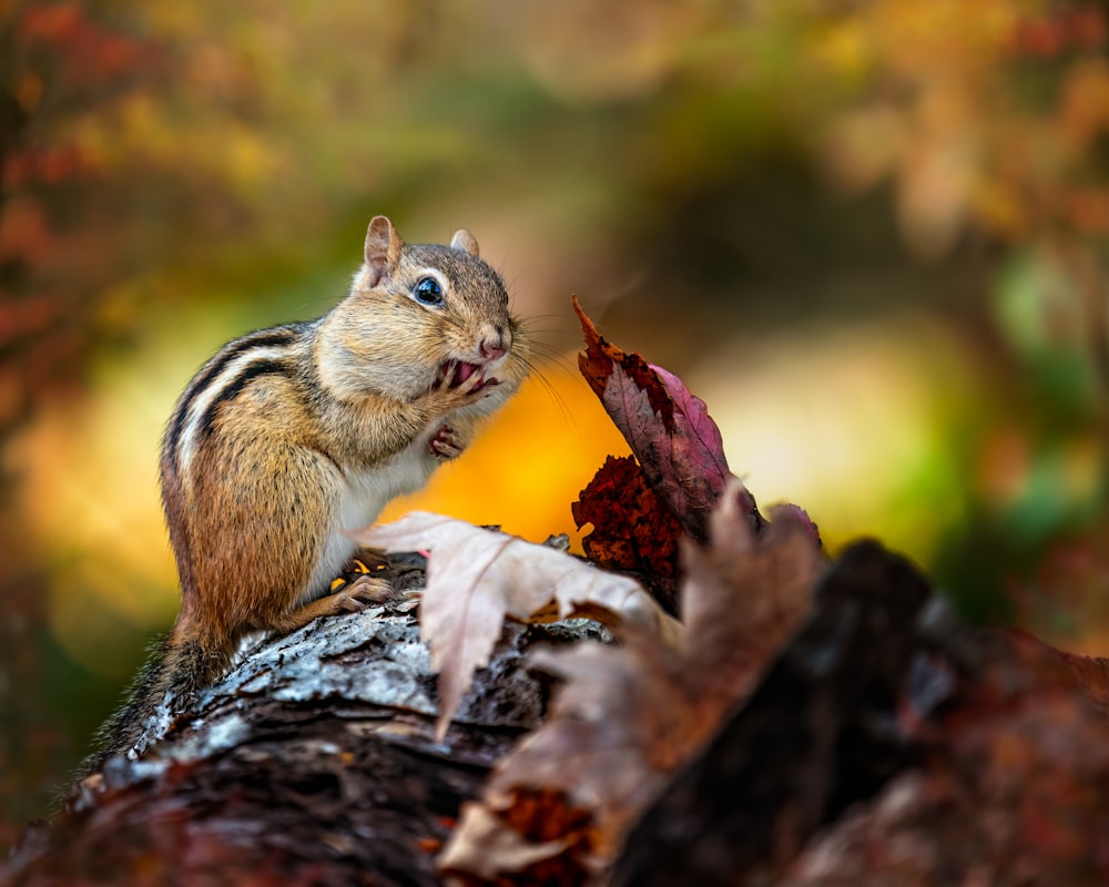 a squirrel standing on a log