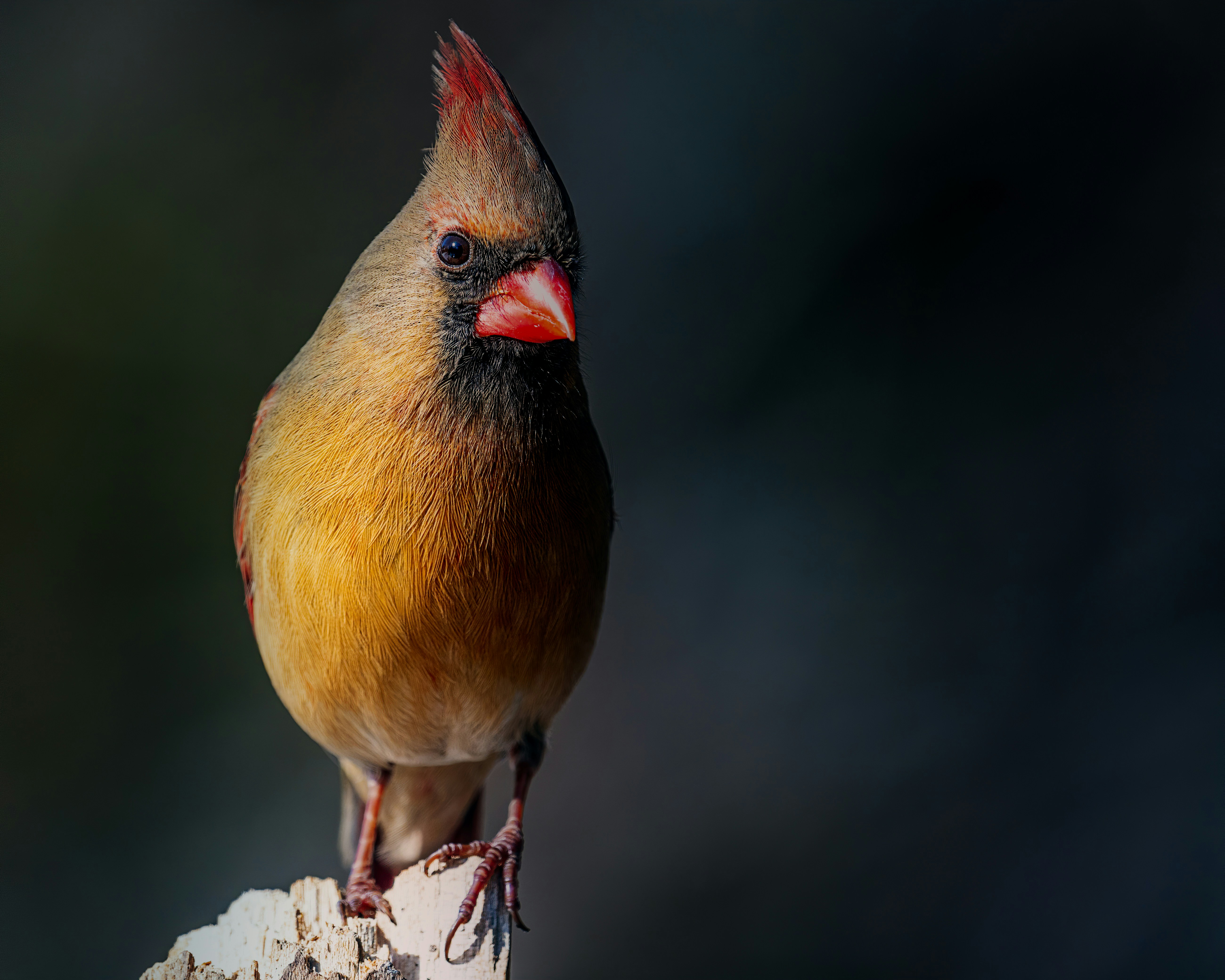 Photo by skylerewing