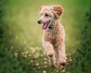 Field Runner