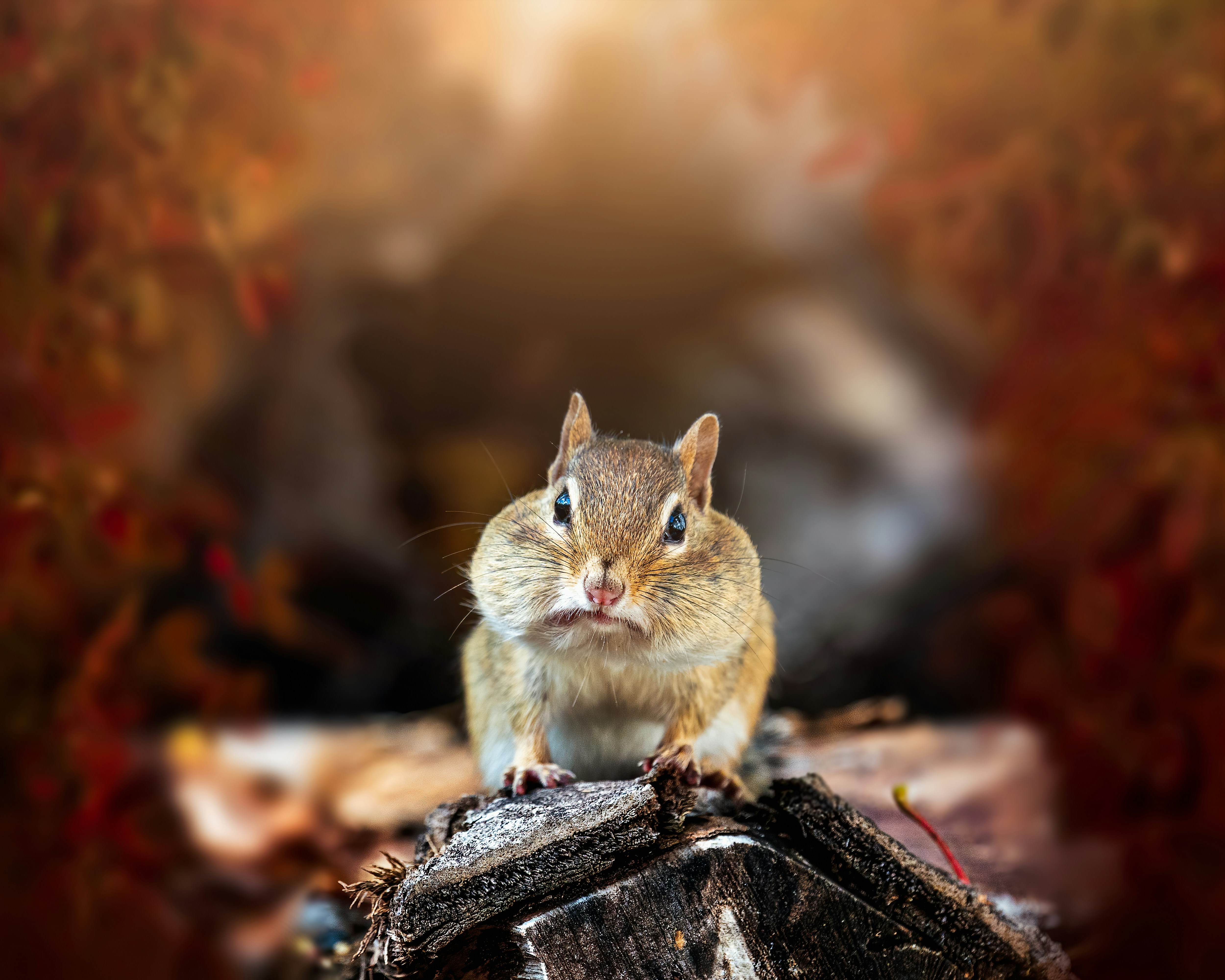 Photo by skylerewing