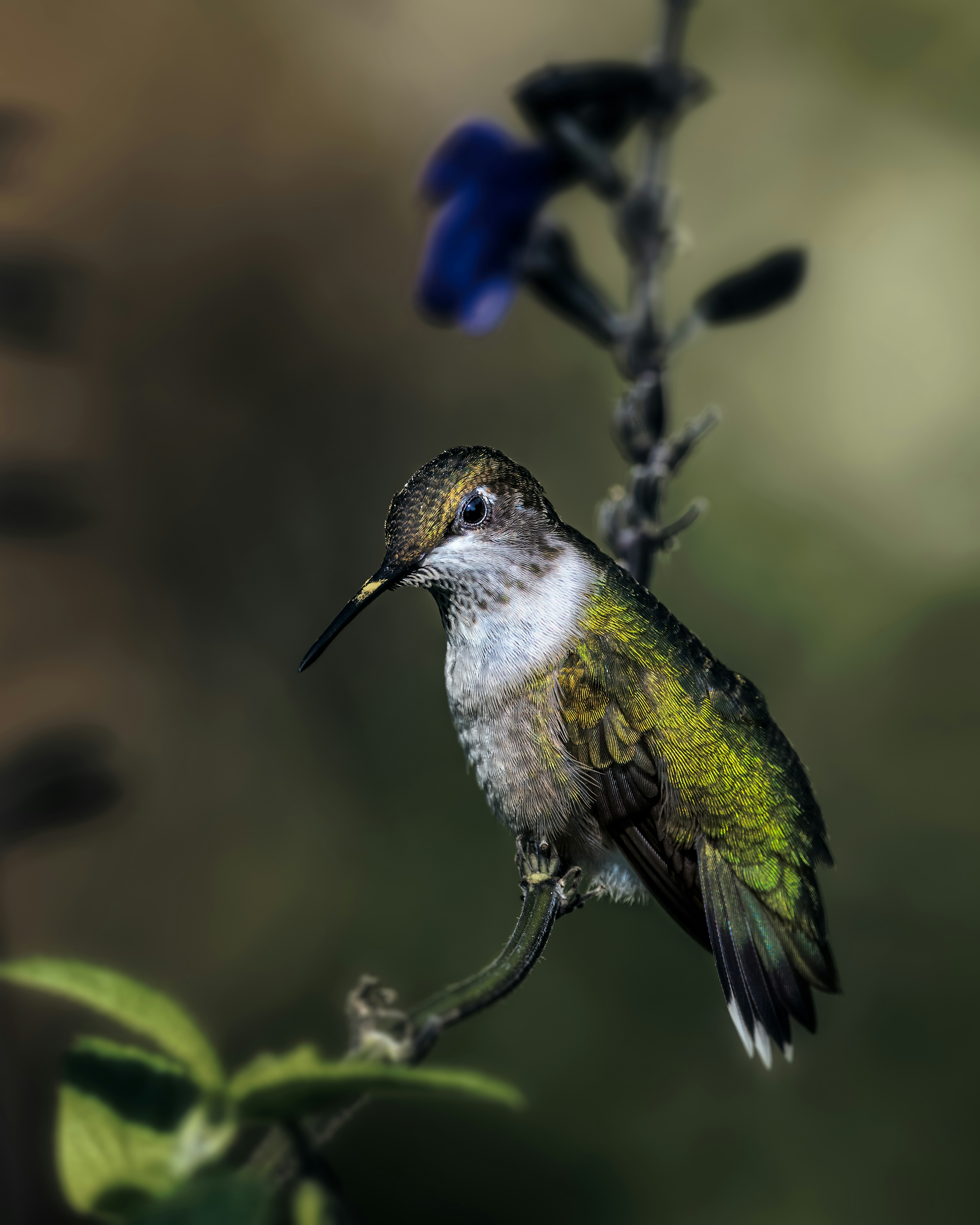 Photo by skylerewing