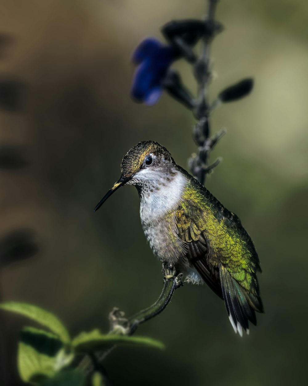 a bird sits on a branch