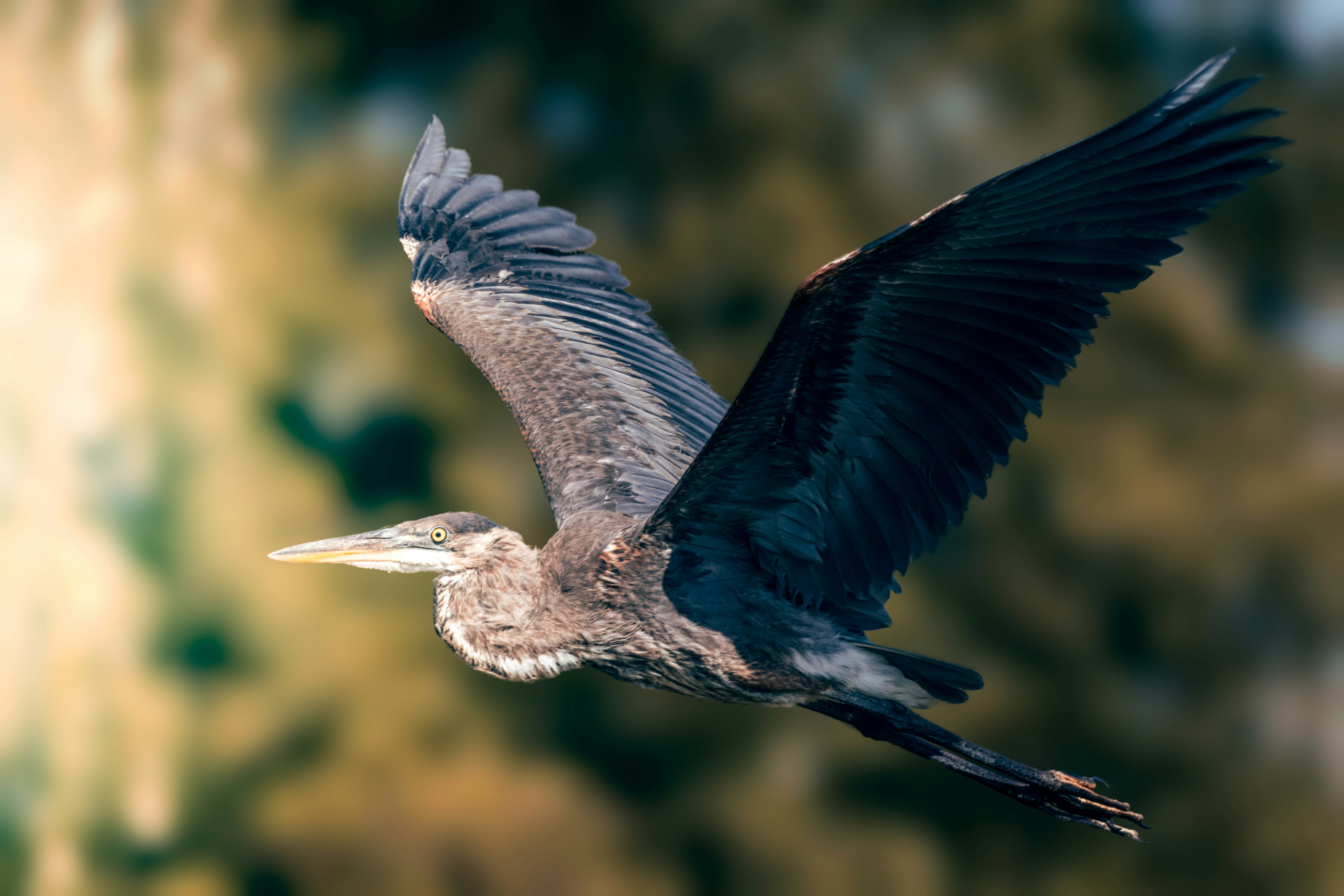 Photo by skylerewing