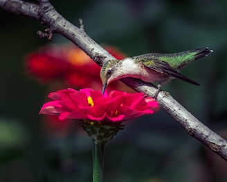 a bird on a flower