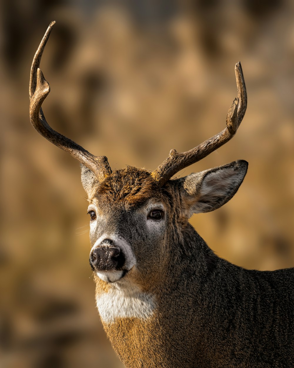 a deer with antlers