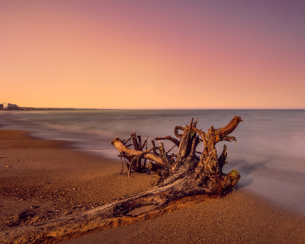 a tree on a beach