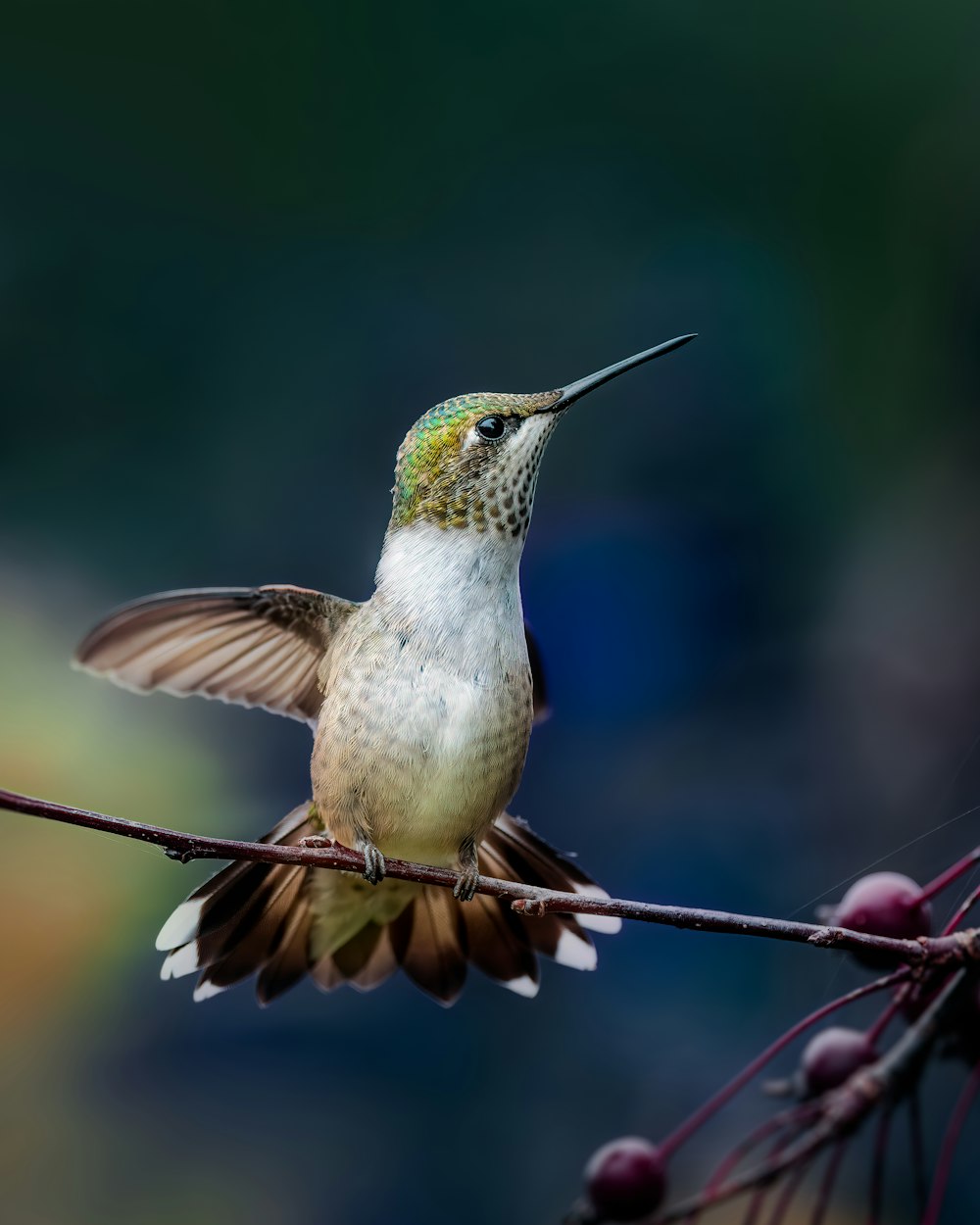 a bird sits on a branch