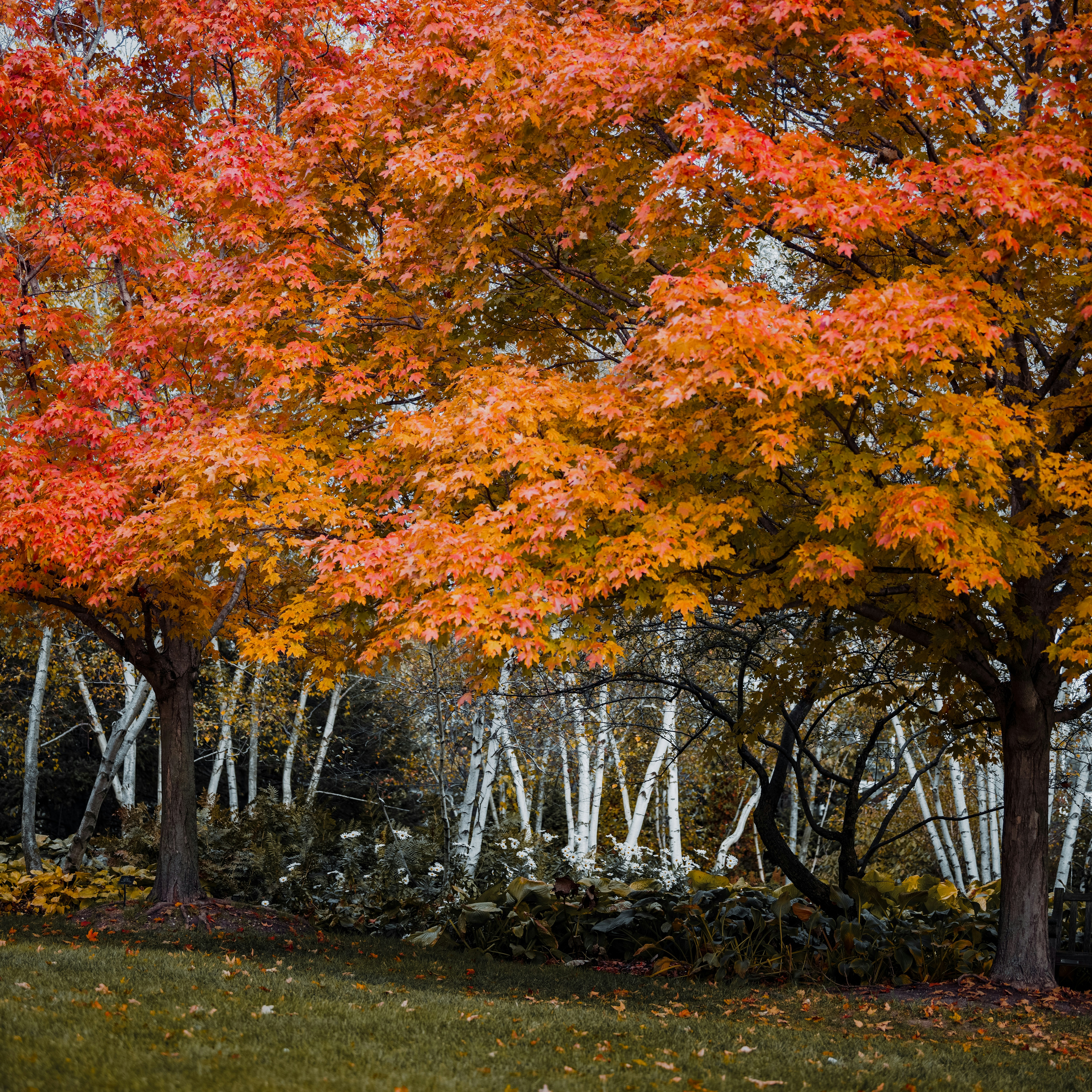 Photo by skylerewing