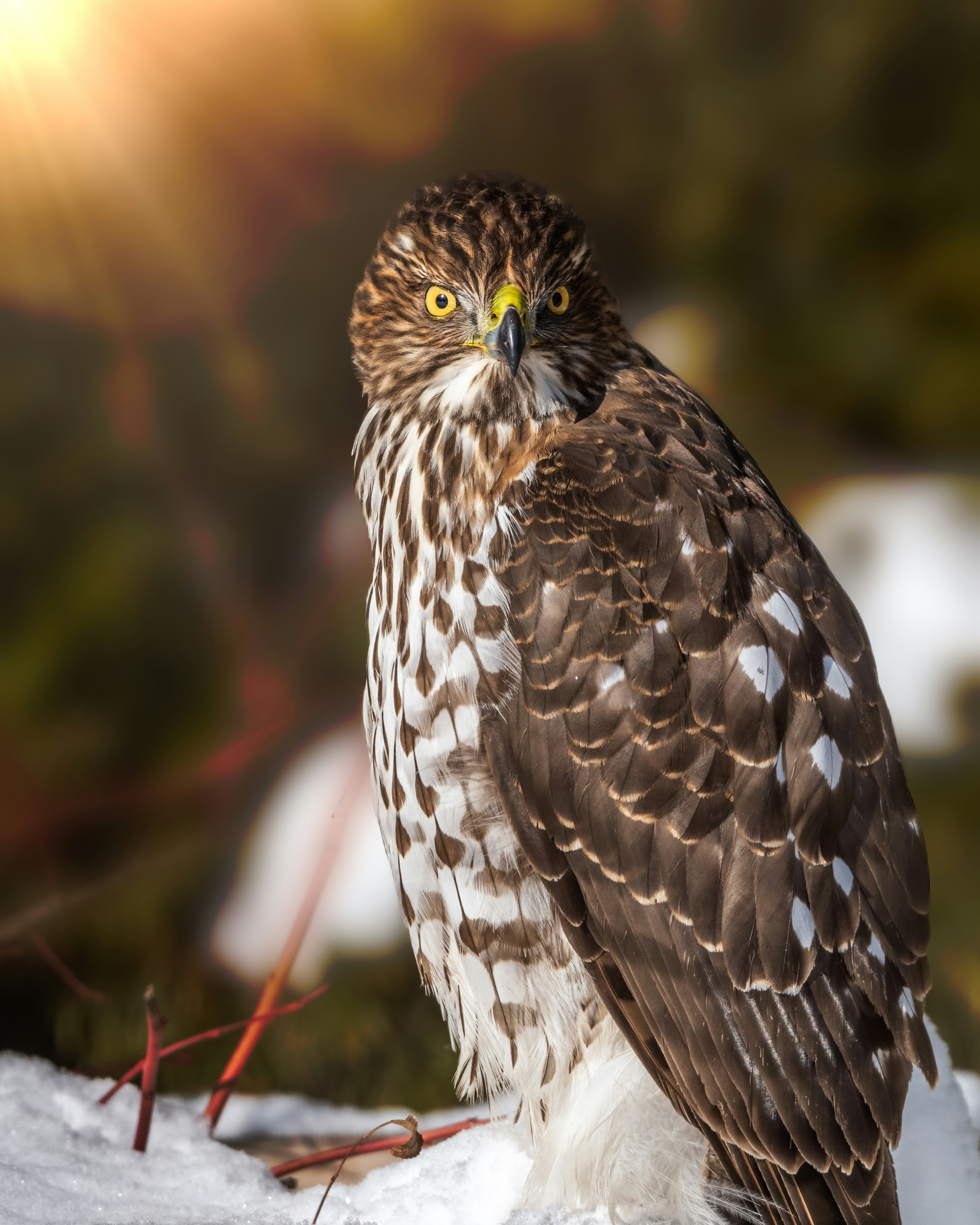 Photo by skylerewing