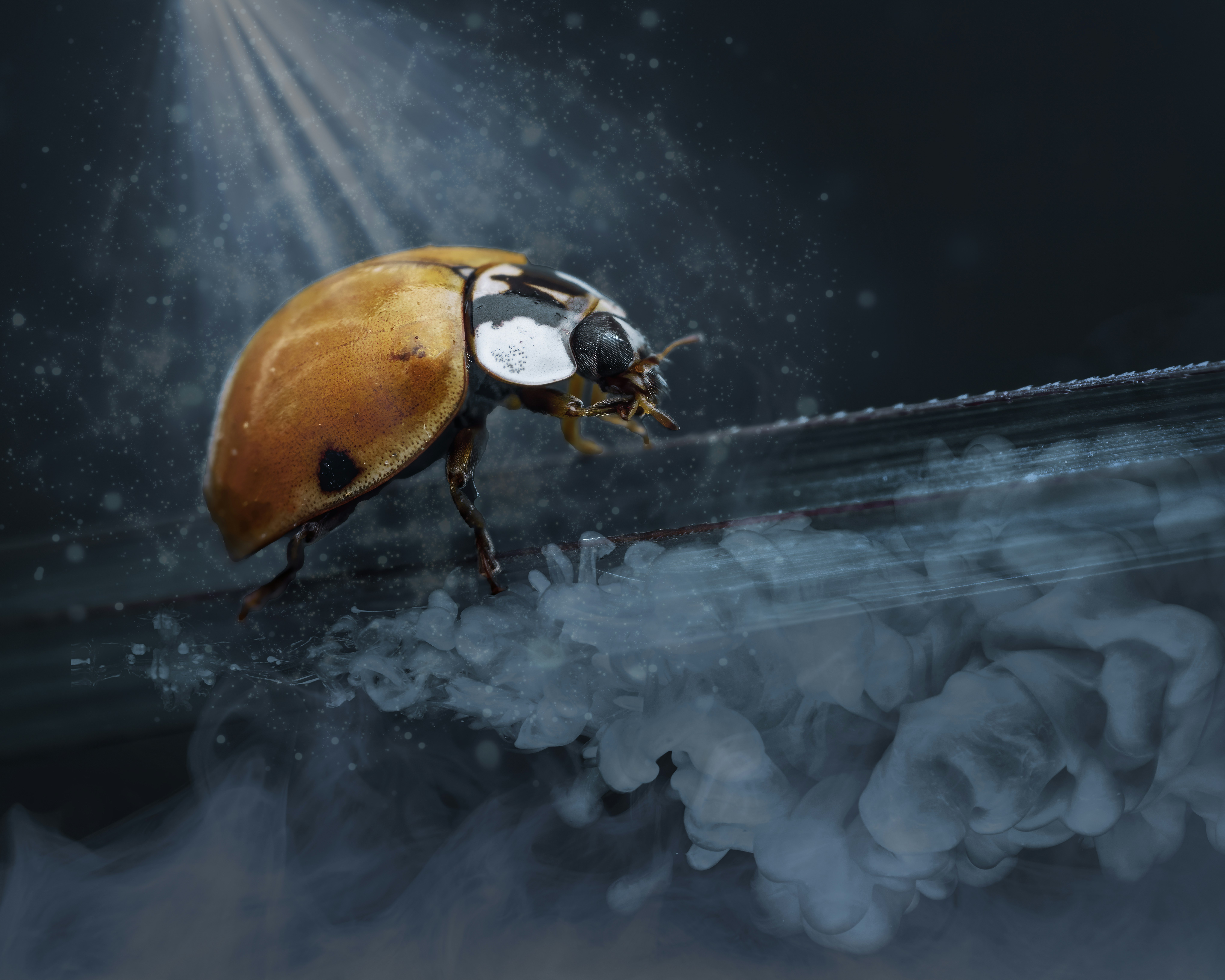 a ladybug on a leaf