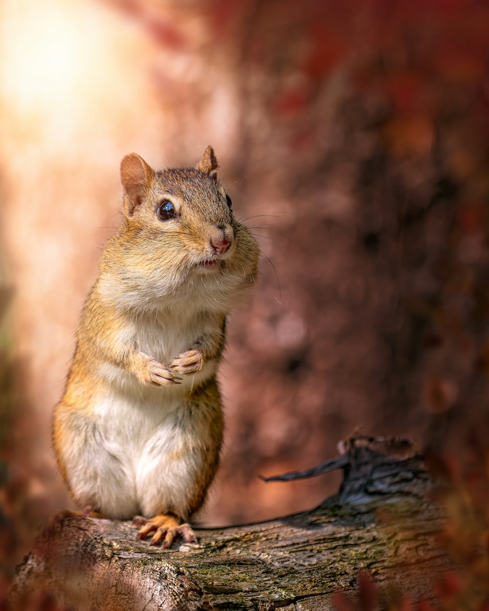 a squirrel standing on a log