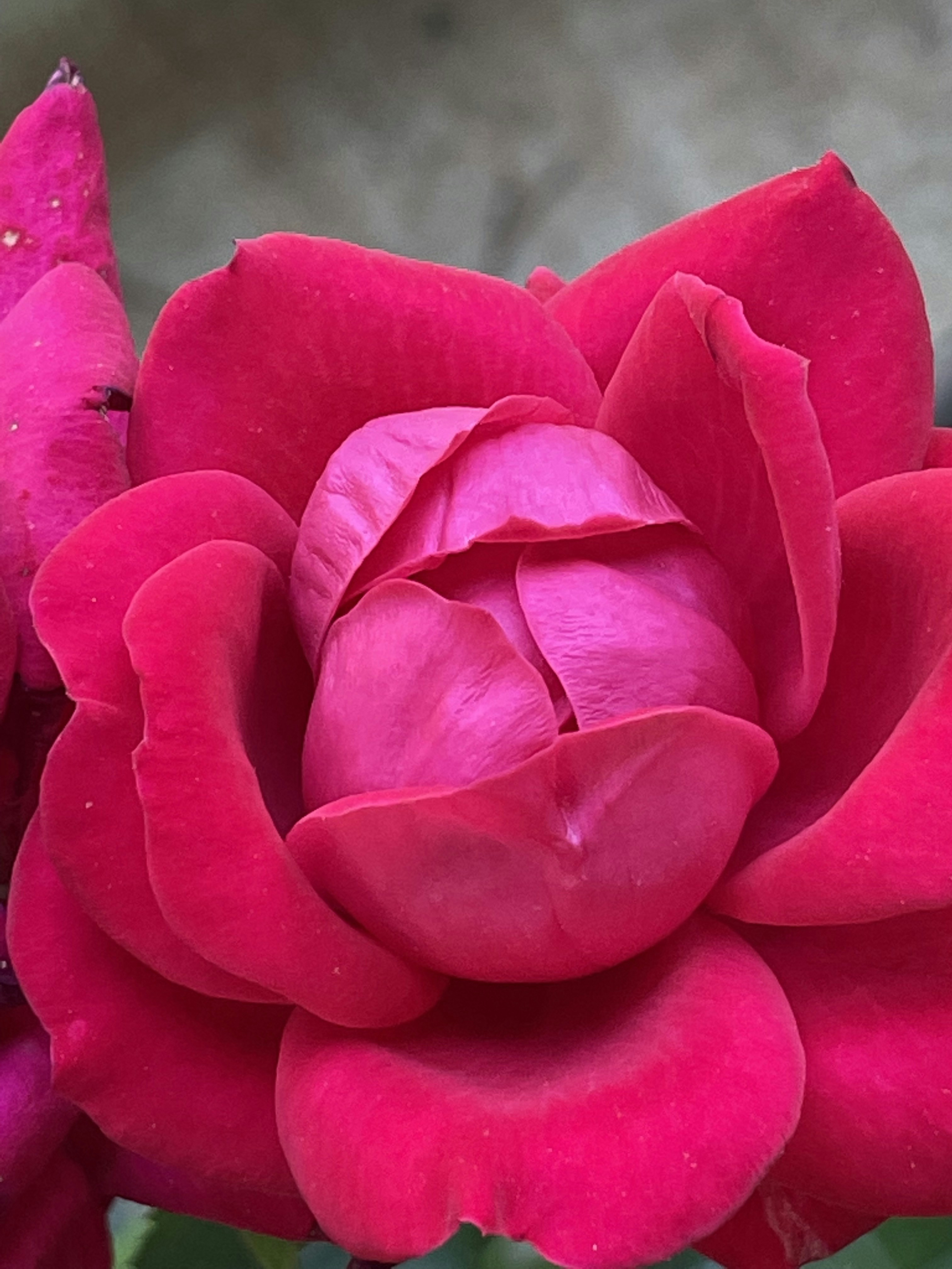 A Rose. My favorite flower. iphone 12 photography. Taken by Clara T. Mills.